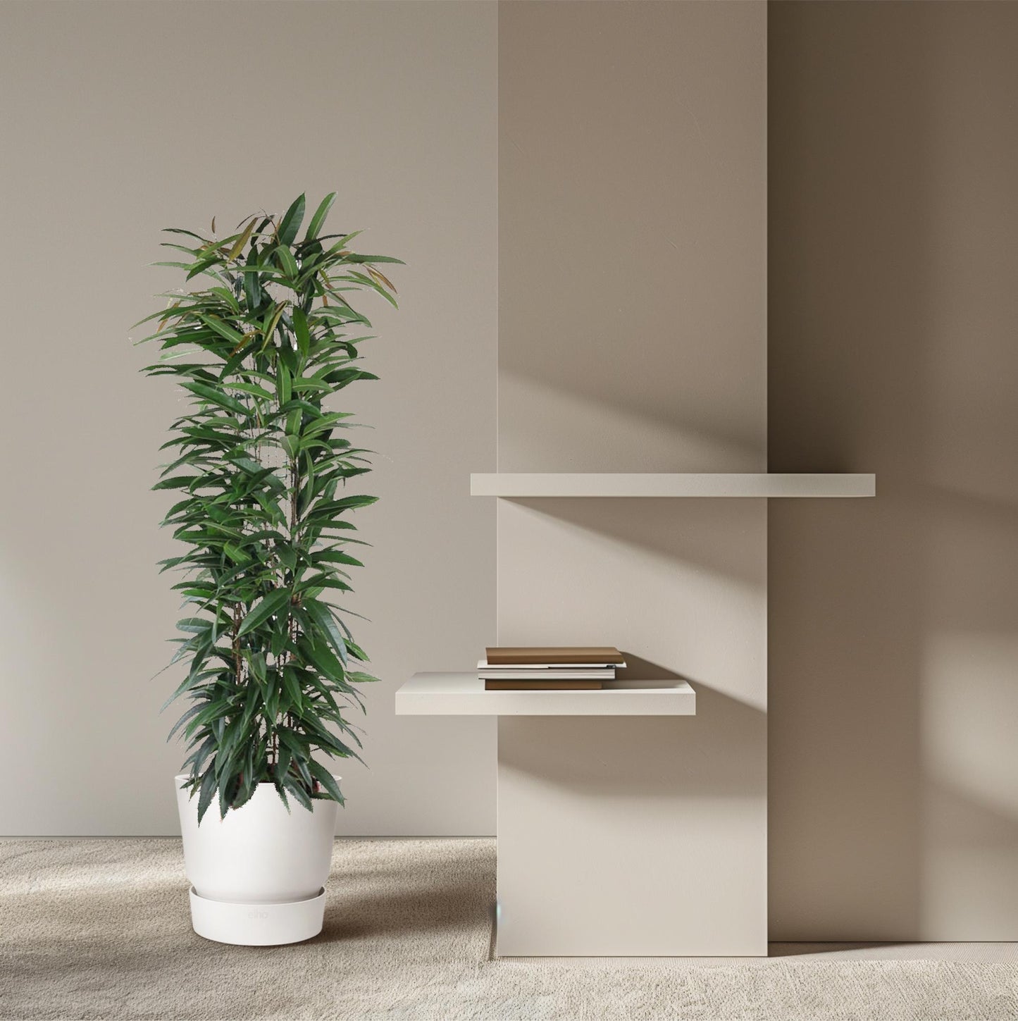 Bananenfeige 'Alii King' – elegante Zimmerpflanze 150 cm