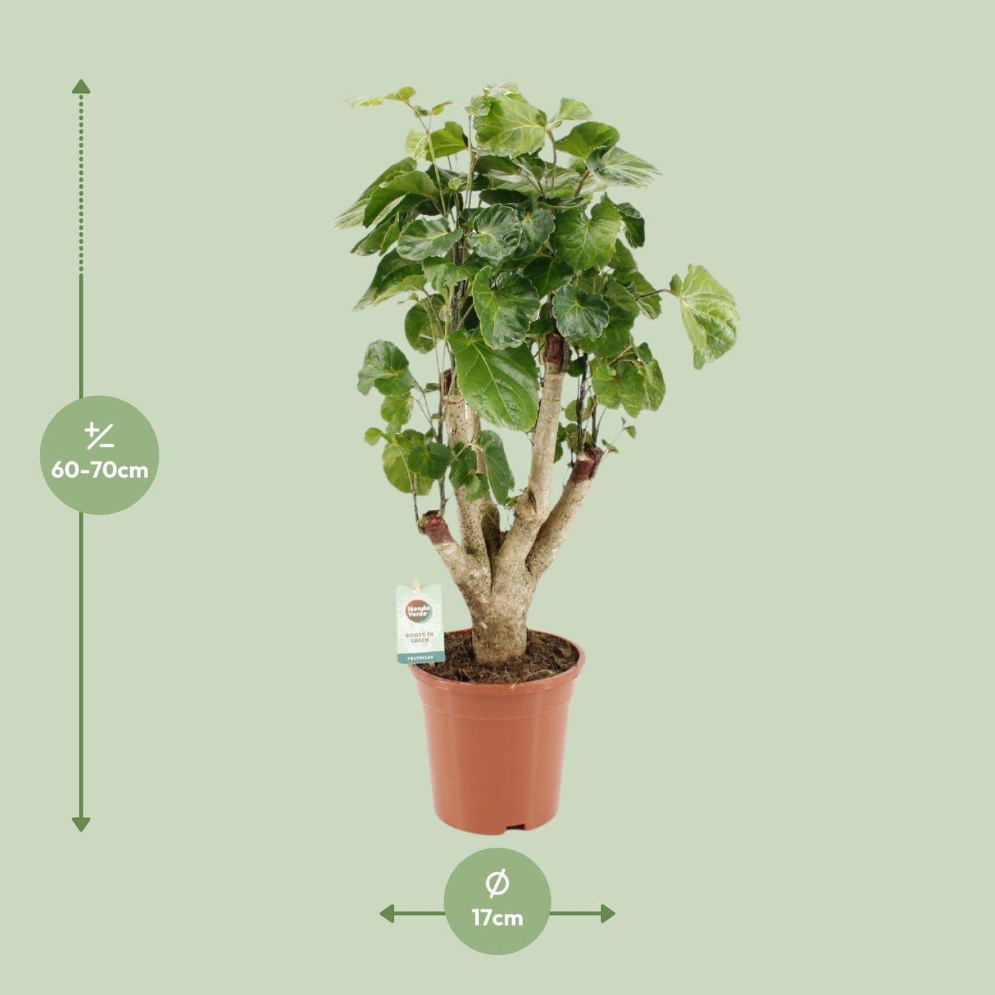 Polyscias Lemon - Ø17cm - ↕65cm