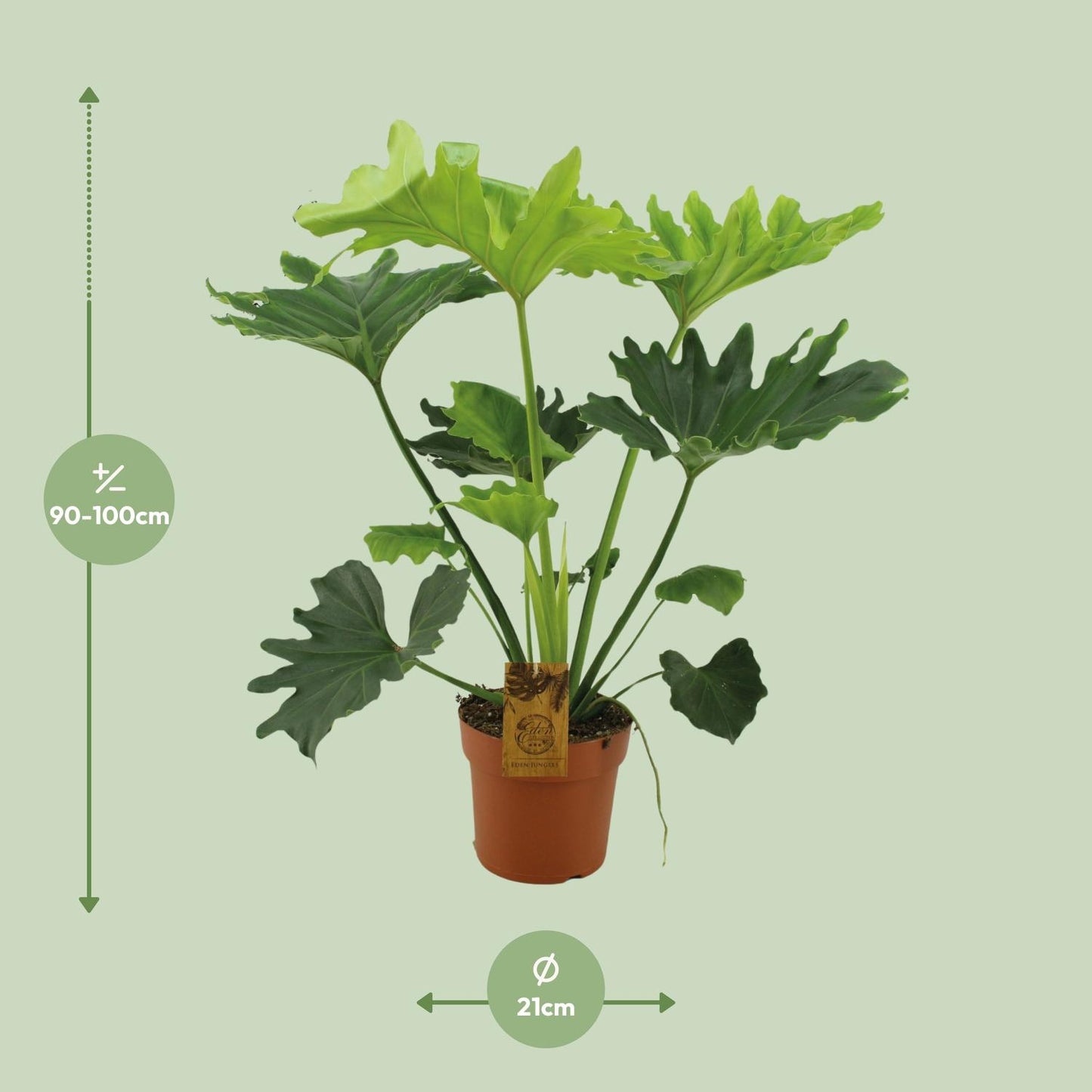 Philodendron Selloum Elefantiana - Ø21cm - ↕100cm