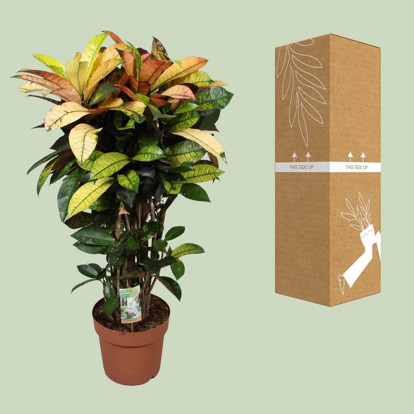 Codiaeum Mrs Iceton - Ø24cm - ↕80cm