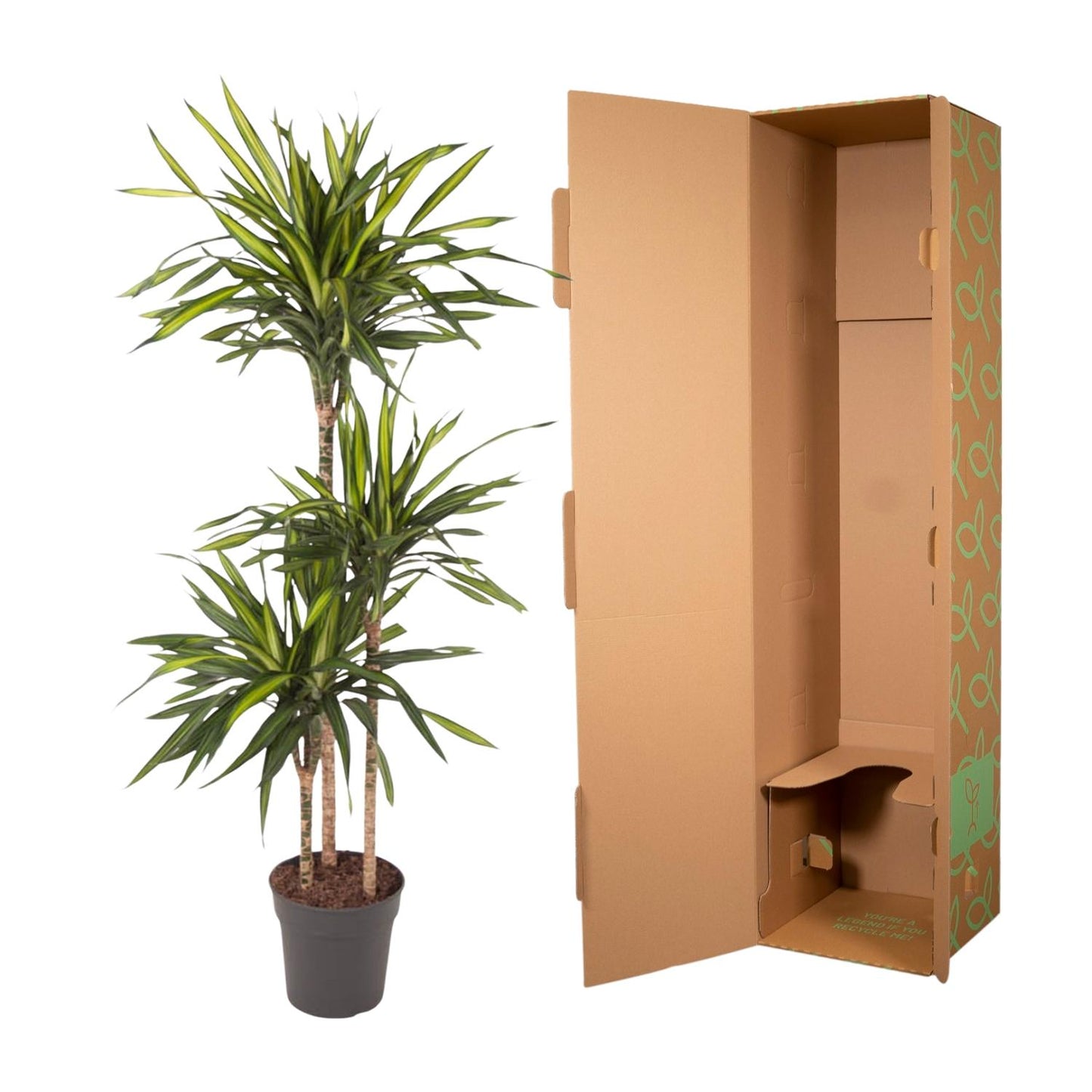 Drachenbaum Riki 140 cm – Stilvolle & pflegeleichte Zimmerpflanze