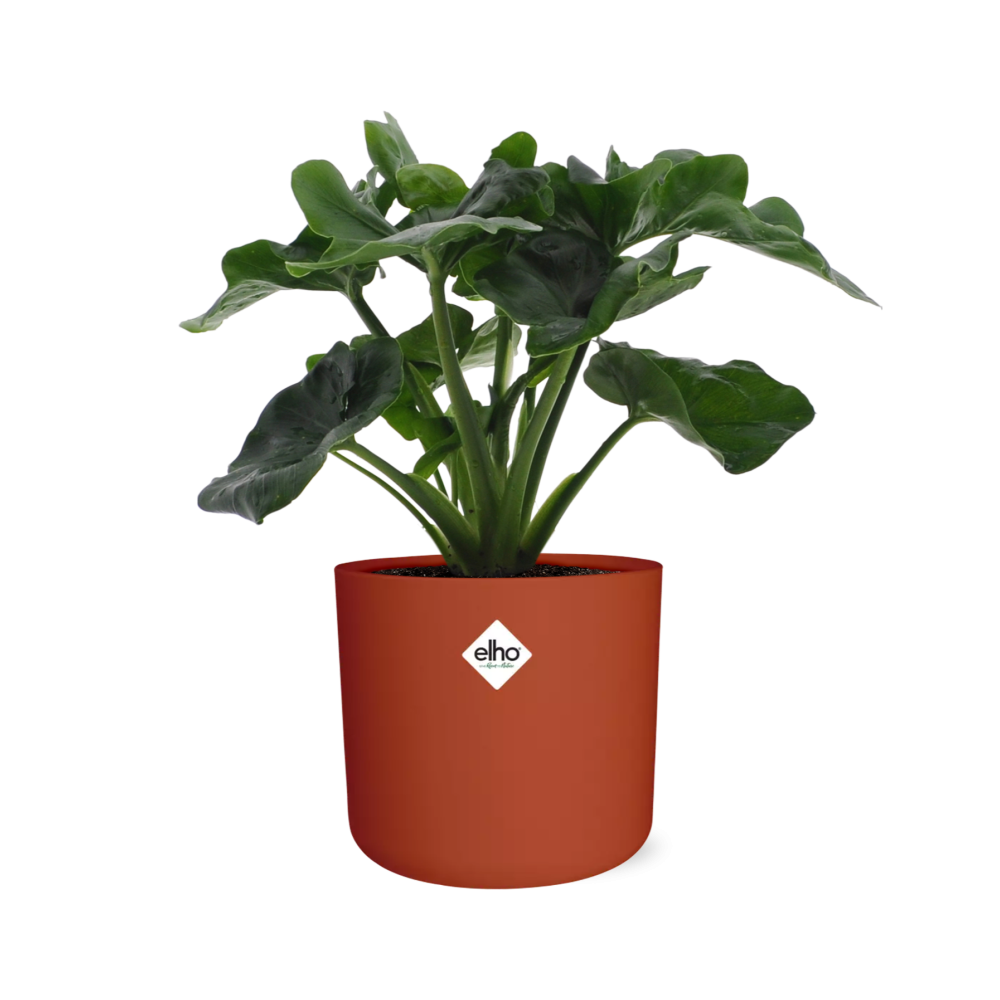 Philodendron Atom in ELHO b.for soft rond 14cm brique