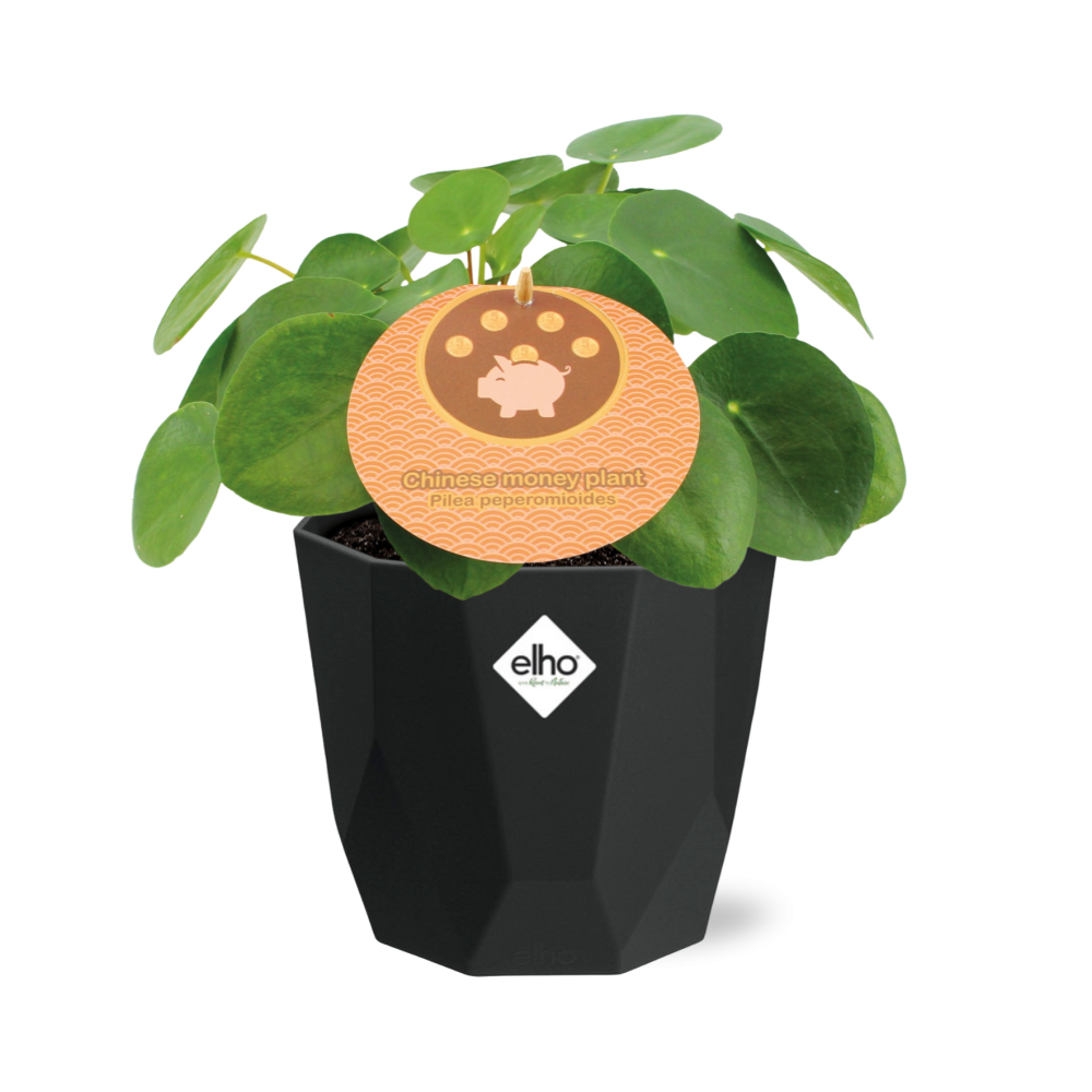 Pilea Peperomioides 12cm in 14cm b.for rock living black