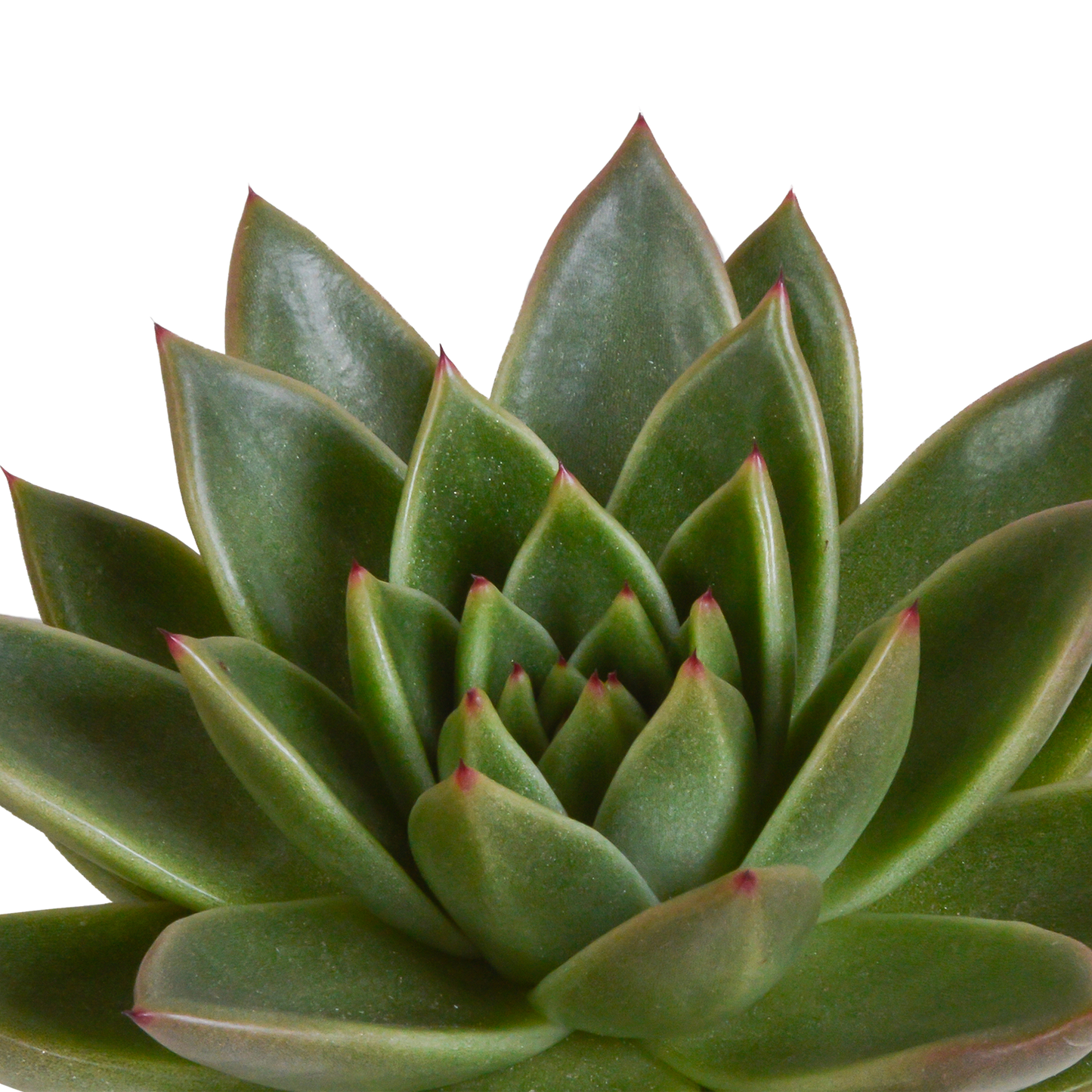 Echeveria Mix 3er Set im Terrakottatopf 10,5 cm