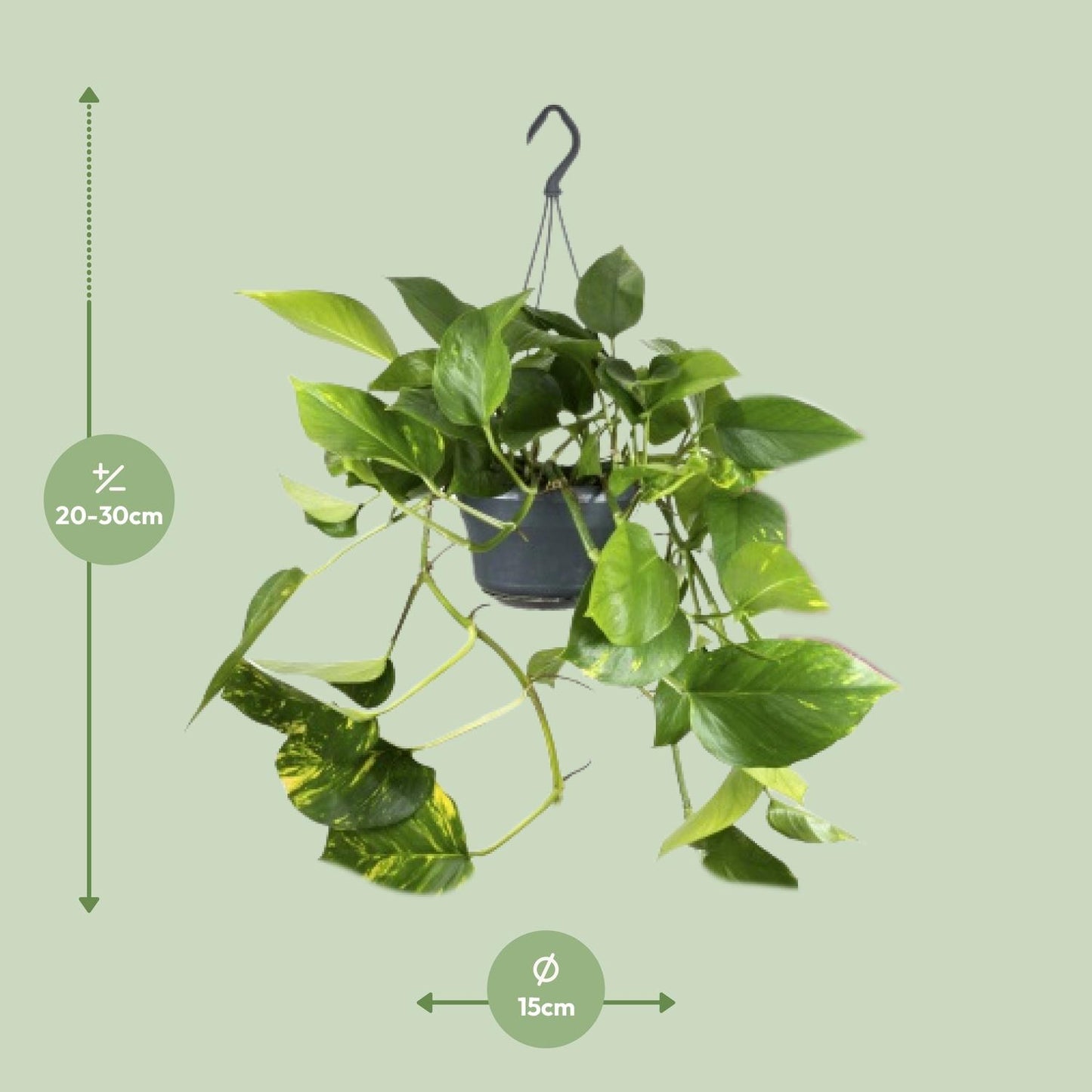 Epipremnum Aureum - Ø15cm - ↕25cm