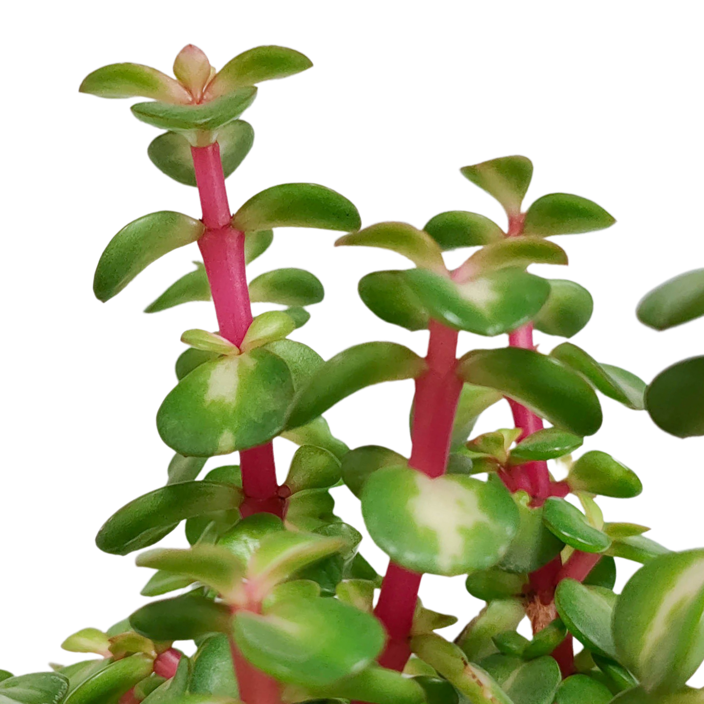 Speckbaum 'Mediopicta' – Pflegeleichte bunte Sukkulente