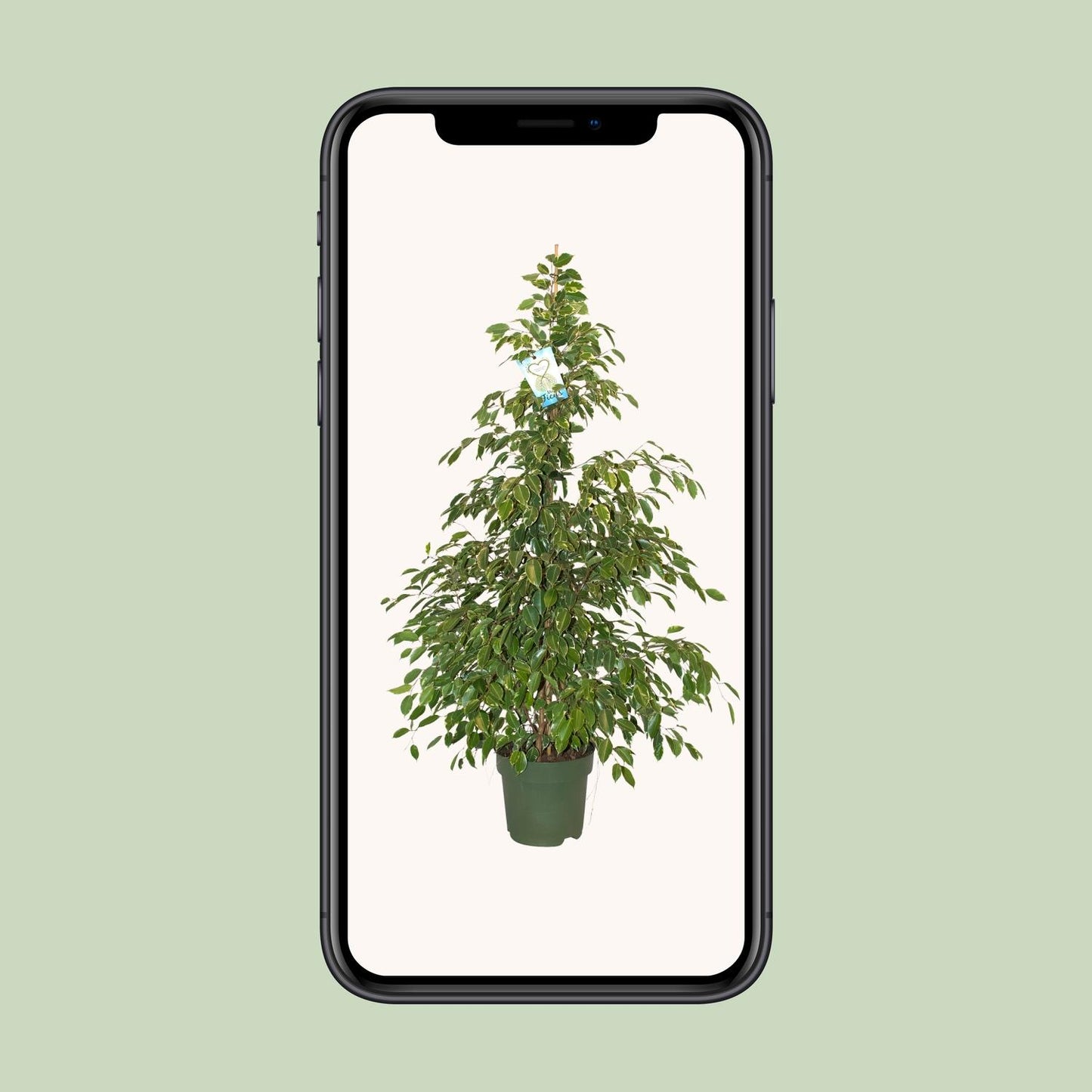 Ficus Benjamina Golden King - Ø27cm - ↕130cm