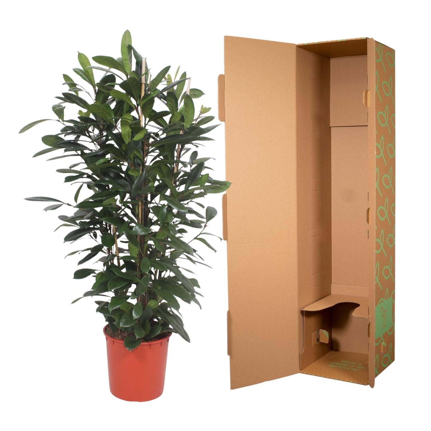 Afrikanischer Feigenbaum – Exotische Zimmerpflanze 180 cm