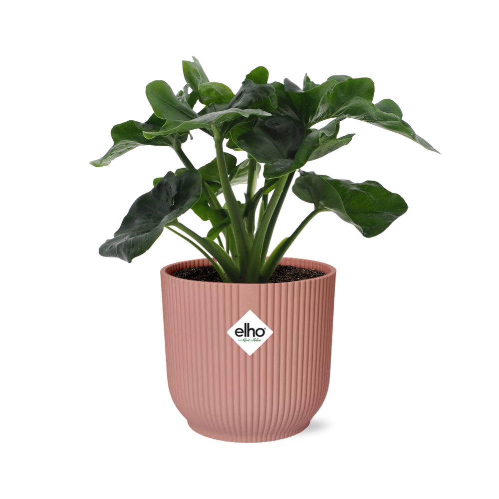 Philodendron Atom in ELHO Vibes Fold 14cm roze