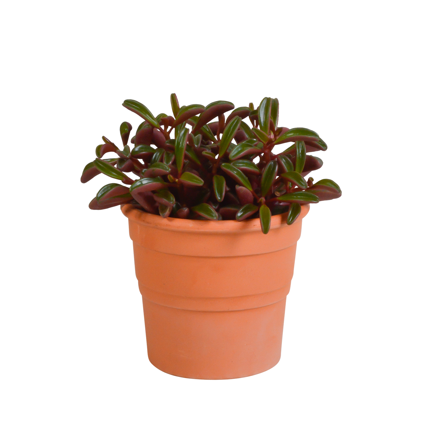 Peperomia graveolens - in terracotta pot
