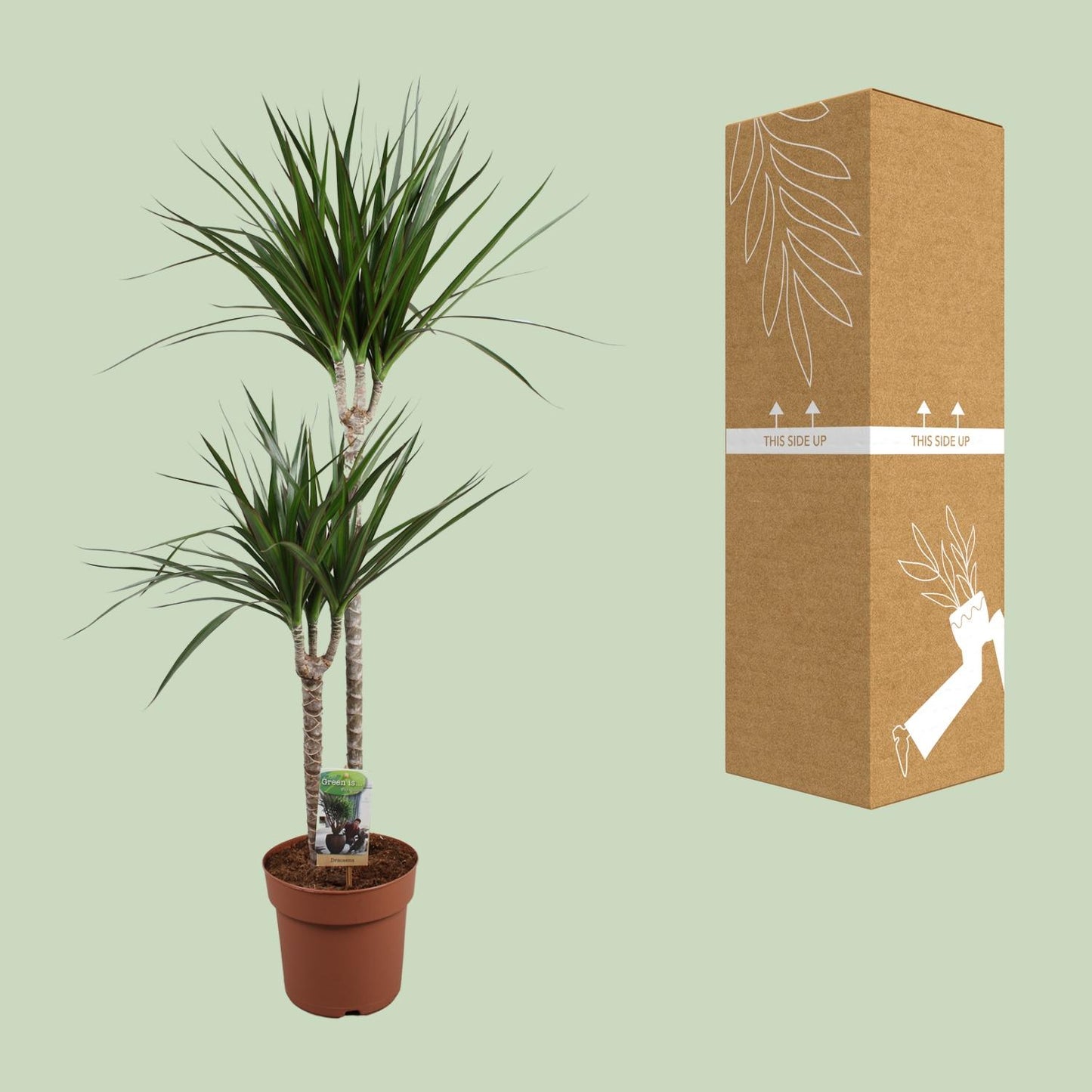 Dracaena Marginata - Ø19cm - ↕110cm