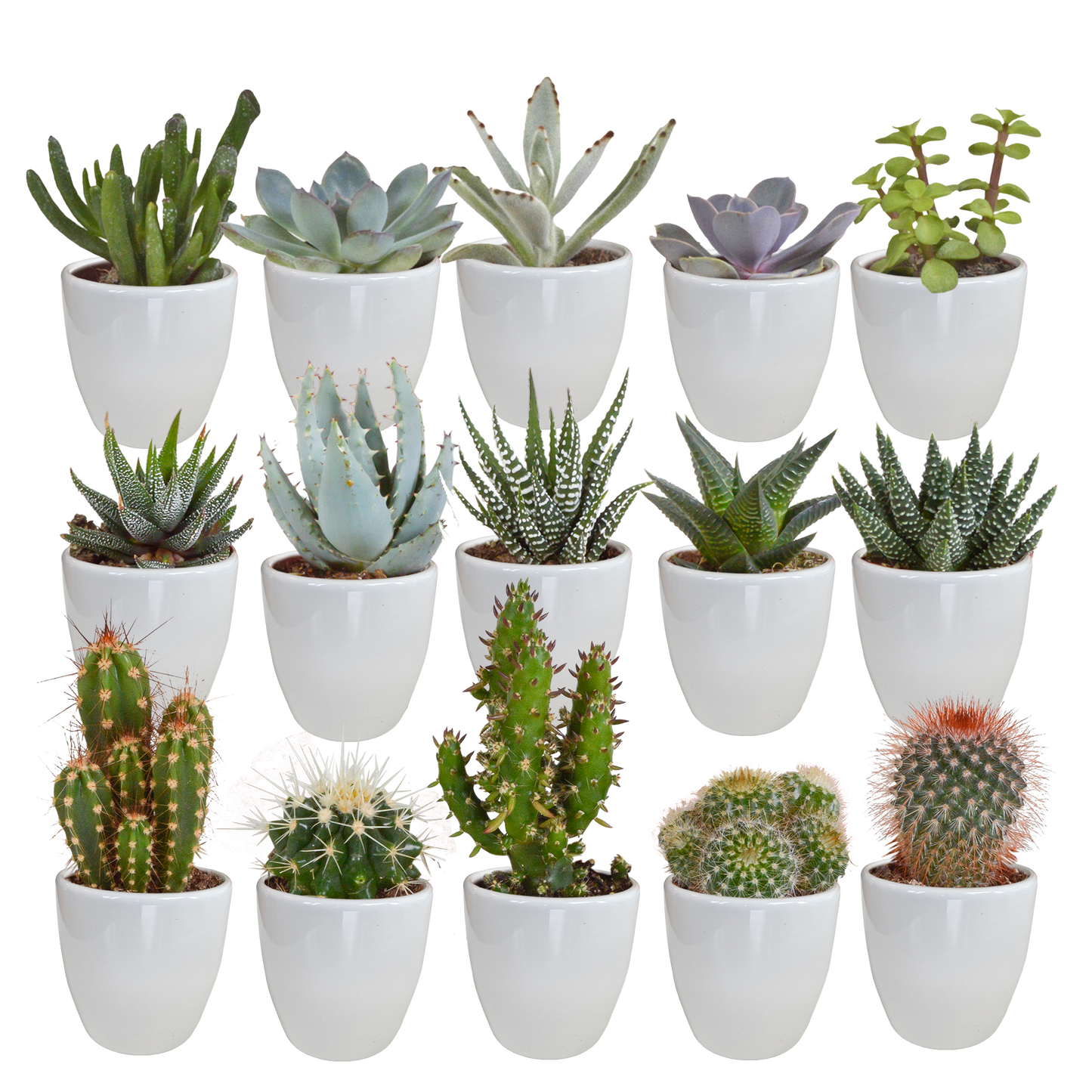 Kakteen & Sukkulenten Mix – 15 pflegeleichte Pflanzen im 5,5 cm Topf