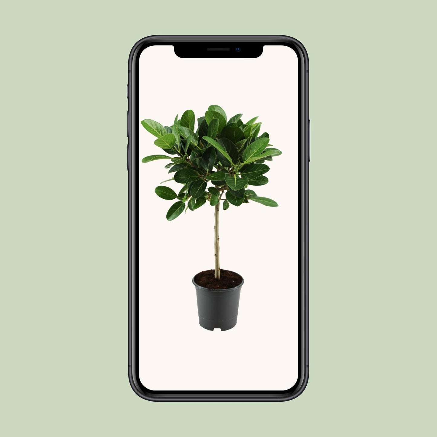 Ficus benghalensis Petite Audrey - Ø21cm - ↕75cm