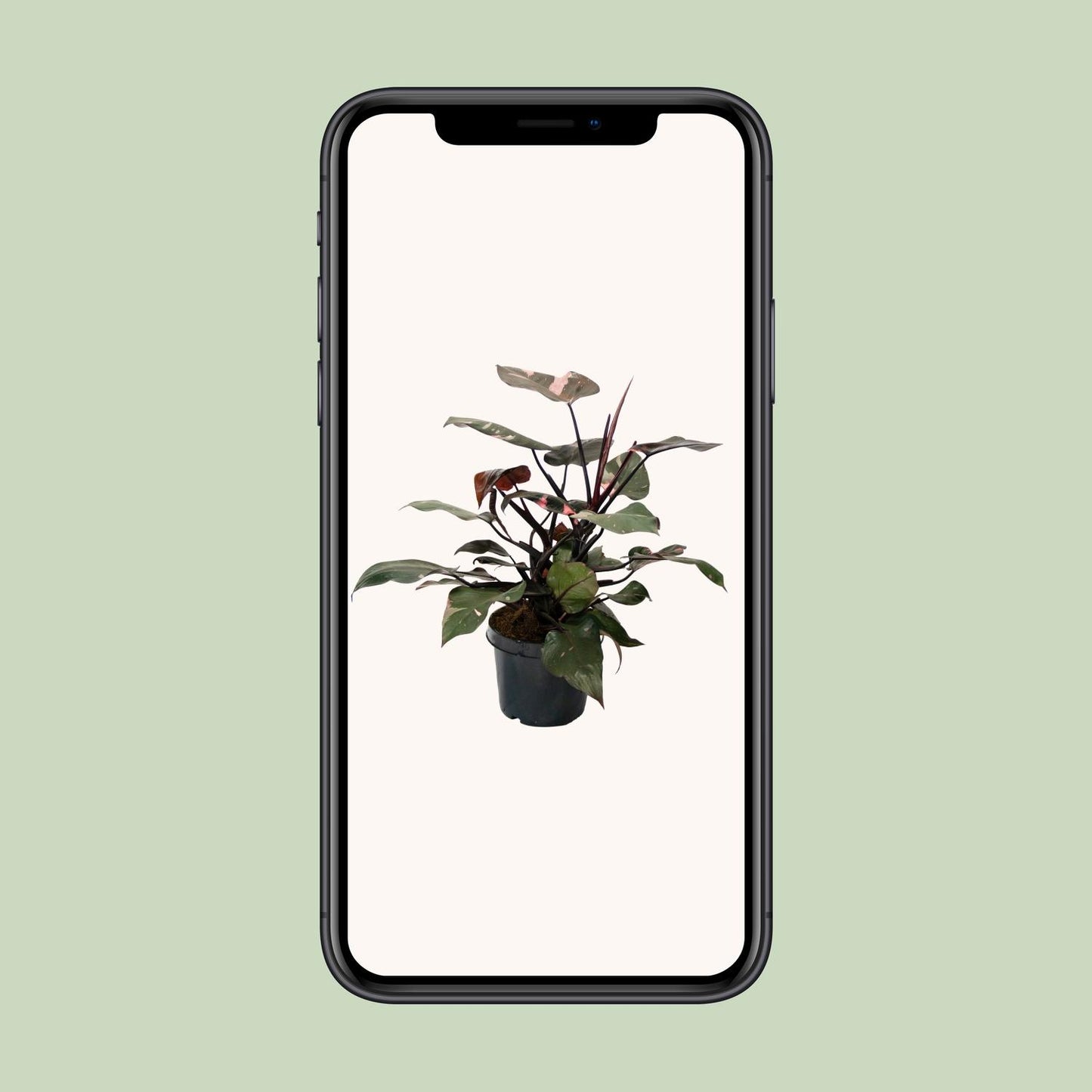 Philodendron Pink Princess - Ø21cm - ↕65cm