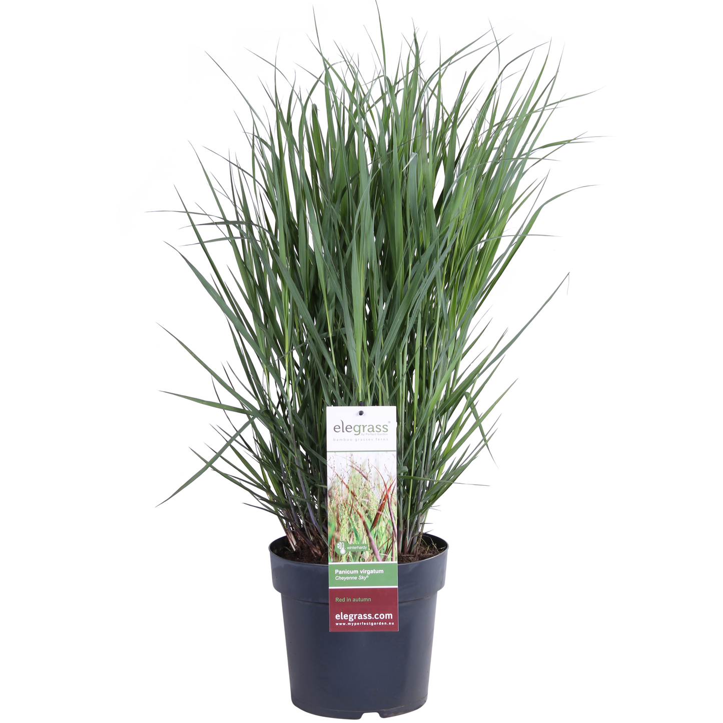 Panicum virgatum Cheyenne Sky - Ø23cm - ↕60cm - Ø23 - ↨60cm