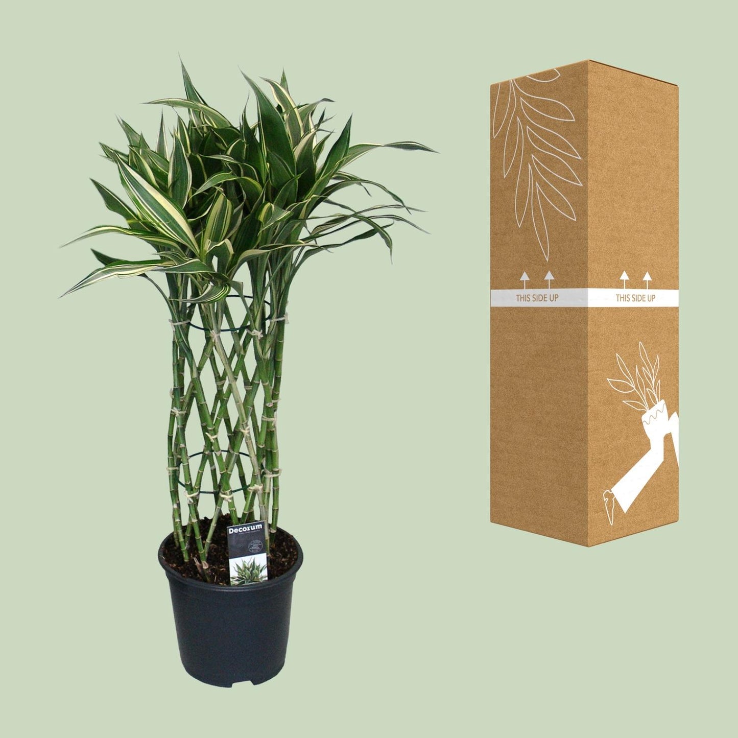 Dracaena Godsefiana - Ø19cm - ↕75cm
