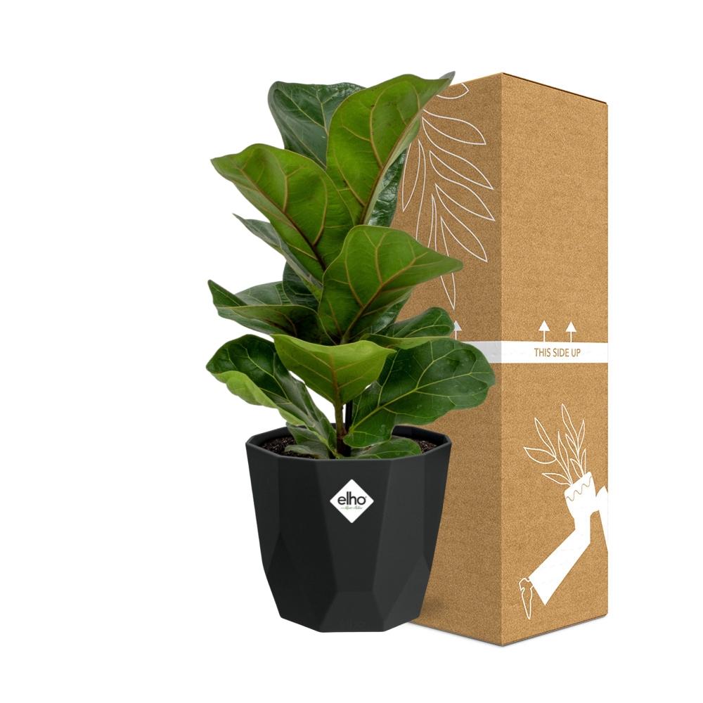 Ficus Lyrata ‘Bambino’ in 14cm b.for rock living black