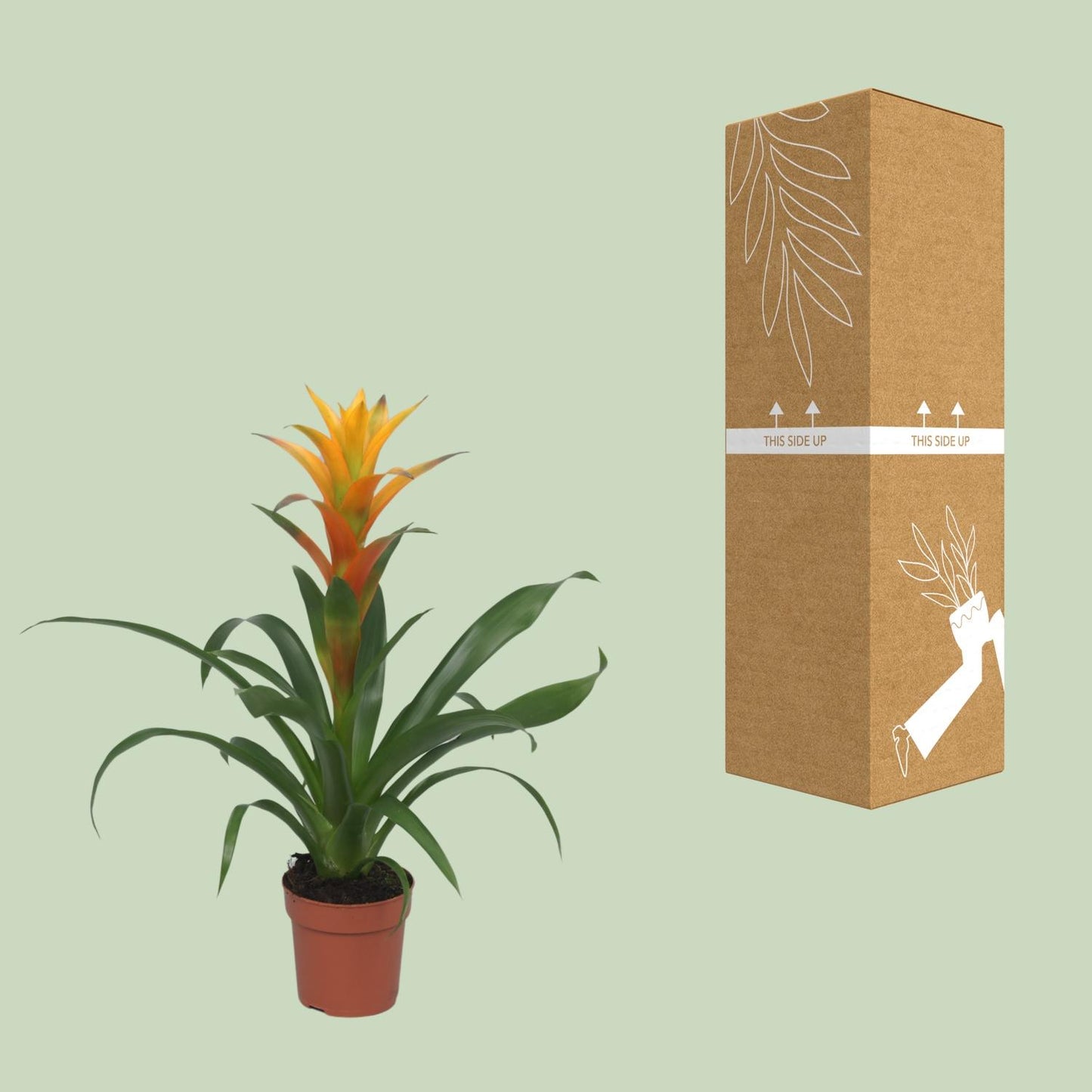 Guzmania Solara - Ø12cm - ↕50cm