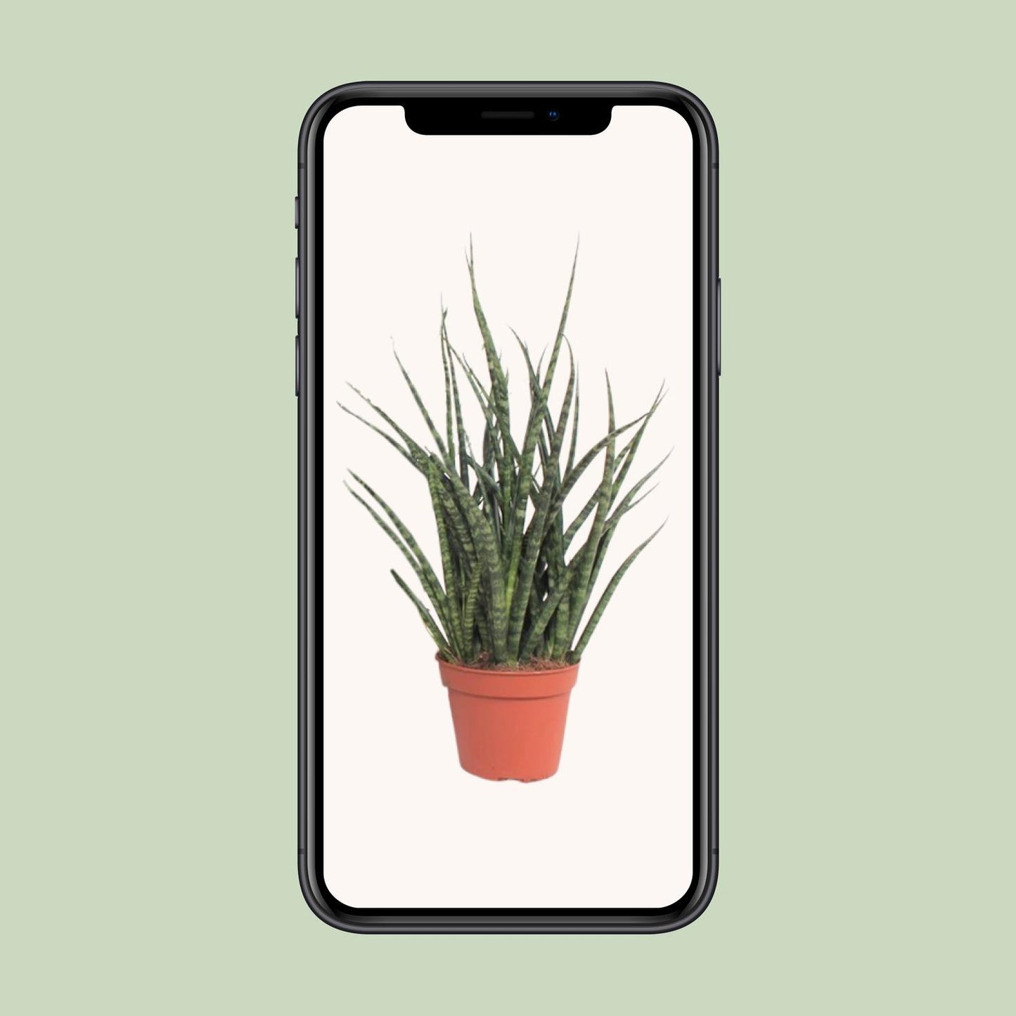 Sansevieria Fernwood Punk - Ø12cm - ↕30cm