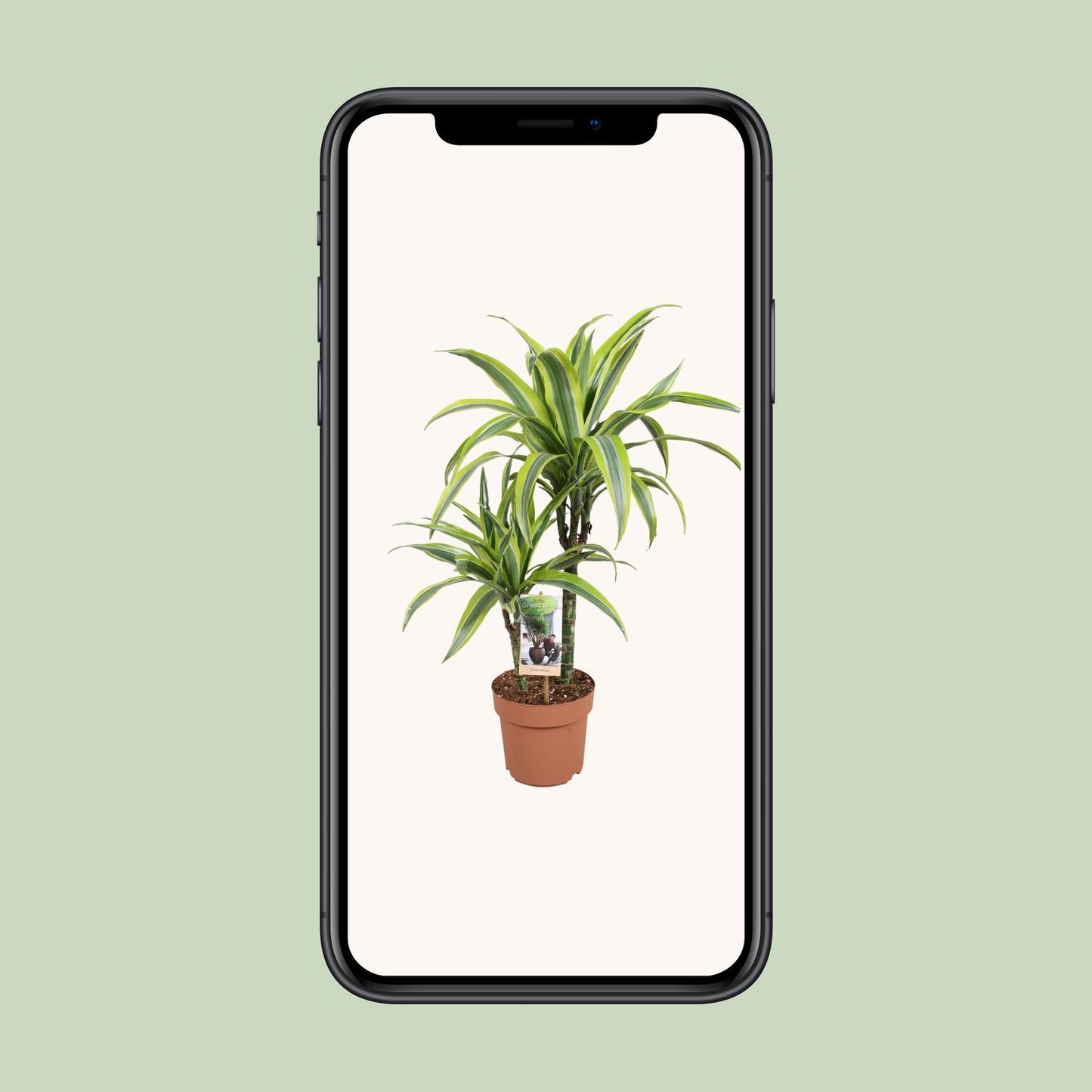Dracaena Lemon Lime - Ø17cm - ↕60cm