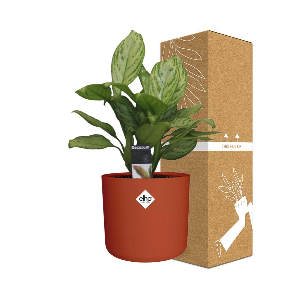 Aglaonema Christina in ELHO b.for soft rond 14cm brique