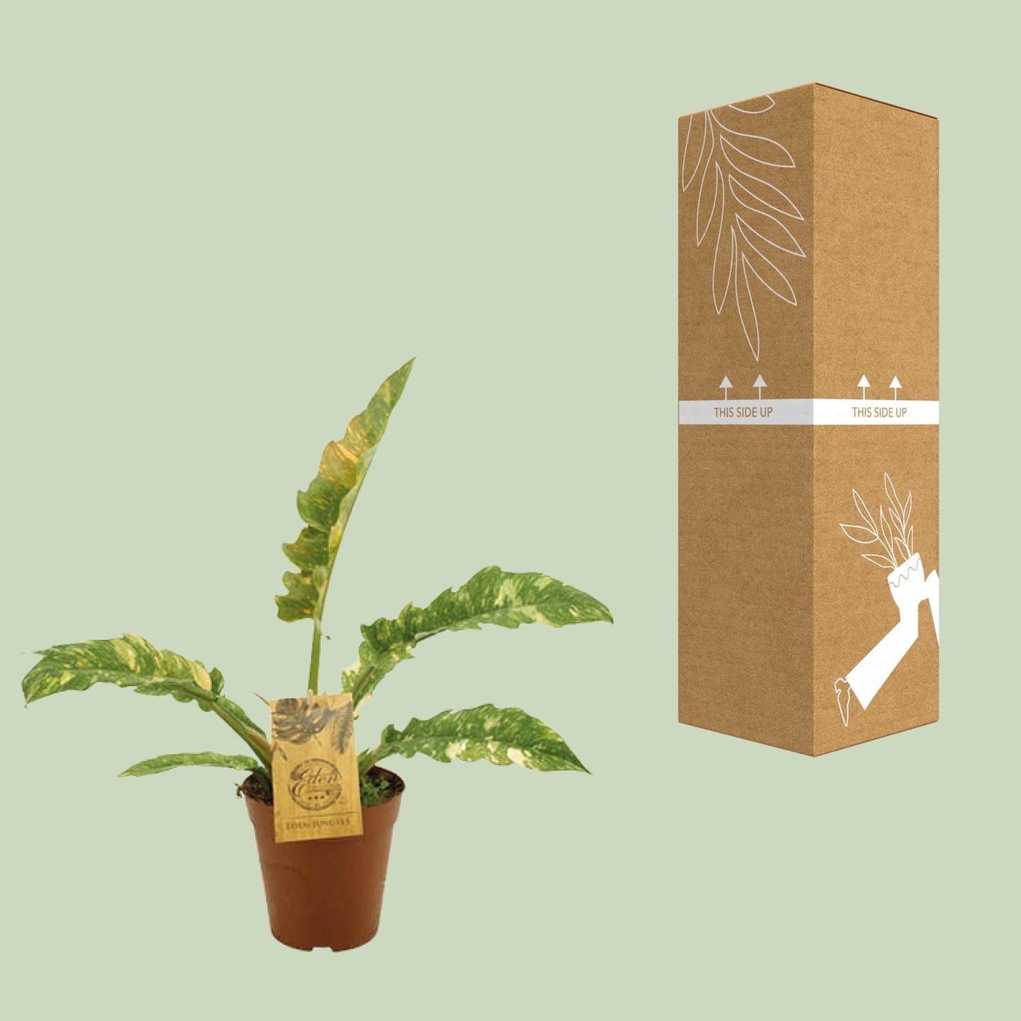 Philodendron Ring Of Fire - Ø15cm - ↕50cm