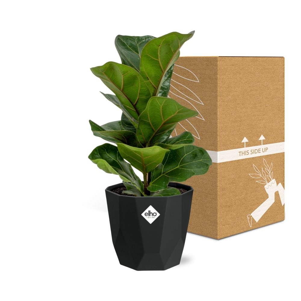 Ficus Lyrata ‘Bambino’ in 14cm b.for rock living black