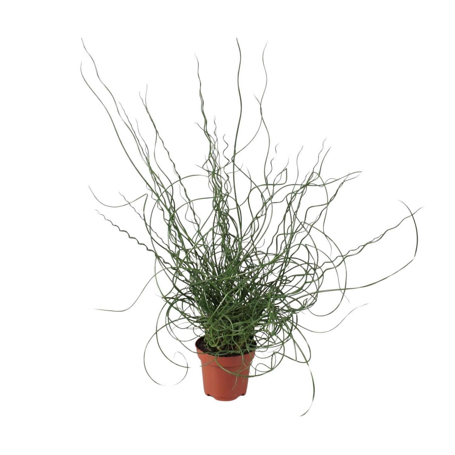 Juncus Effusus Spiralis - Ø12cm - ↕30cm