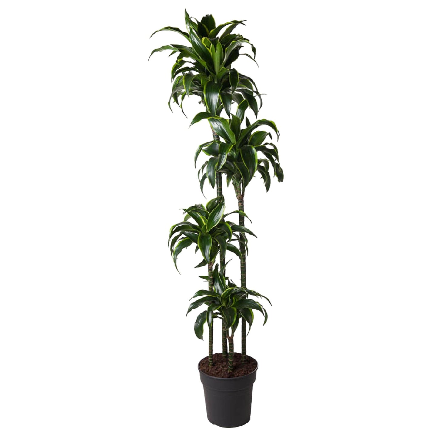 Drachenbaum Dorado 170 cm – Exotische Zimmerpflanze