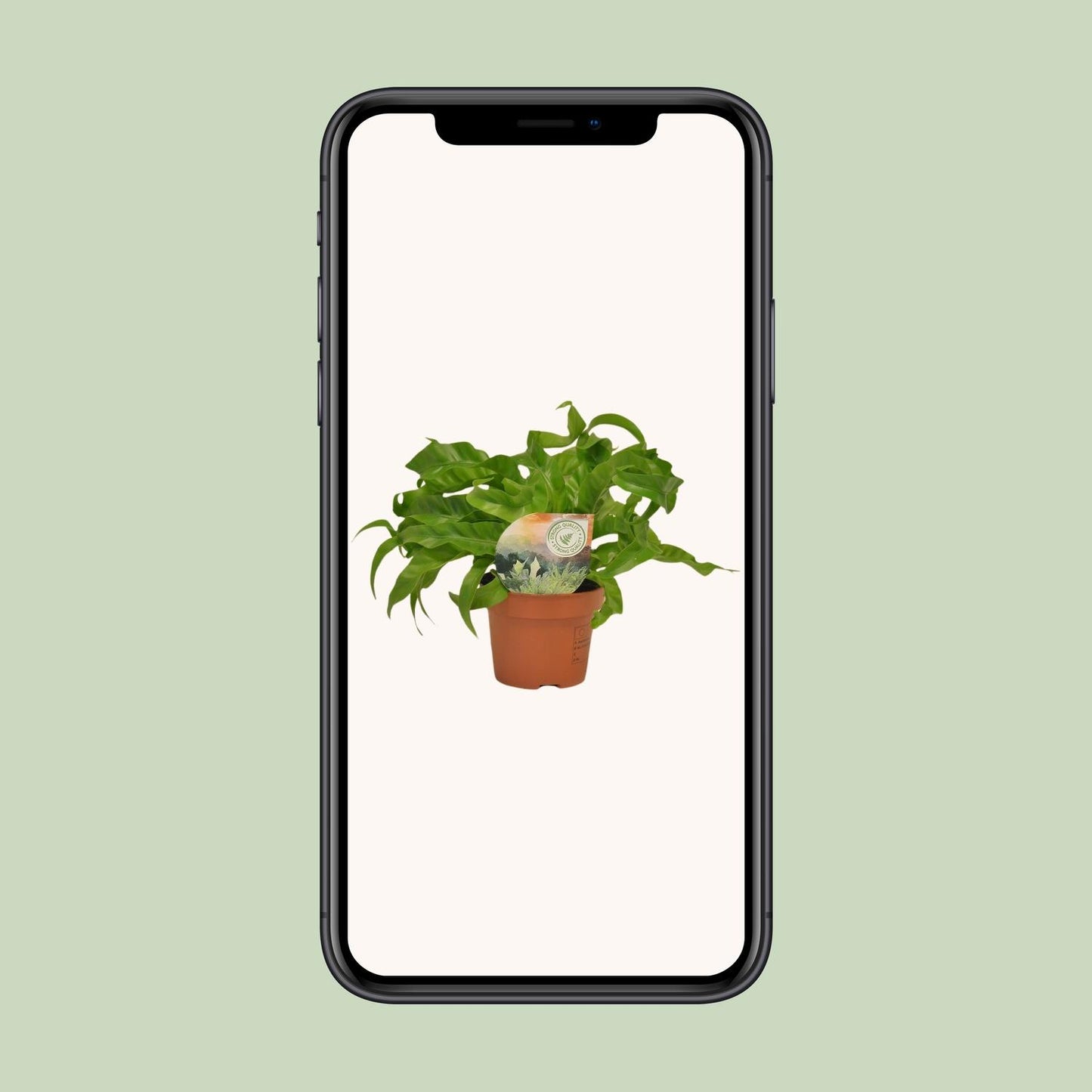 Asplenium Hurricane - Ø12cm - ↕30cm