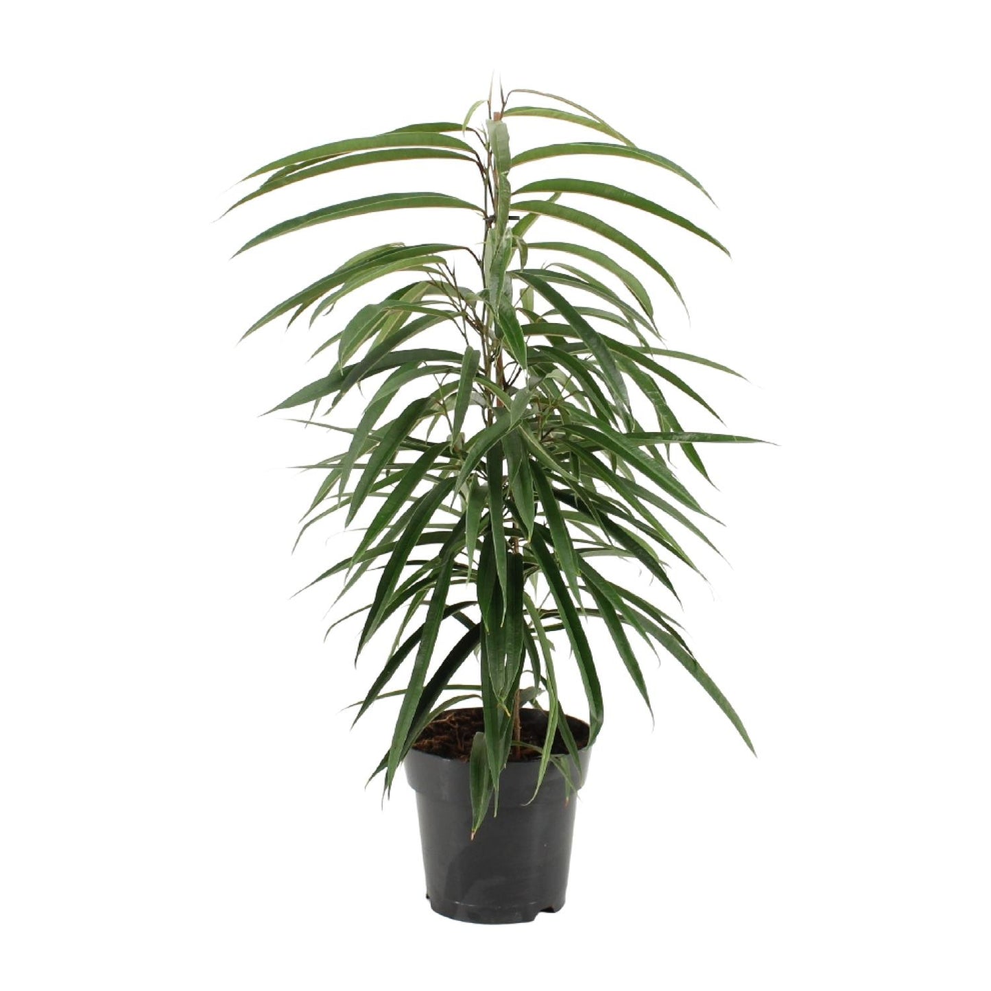 Ficus Binnendijkii Alii - Ø17cm - ↕70cm