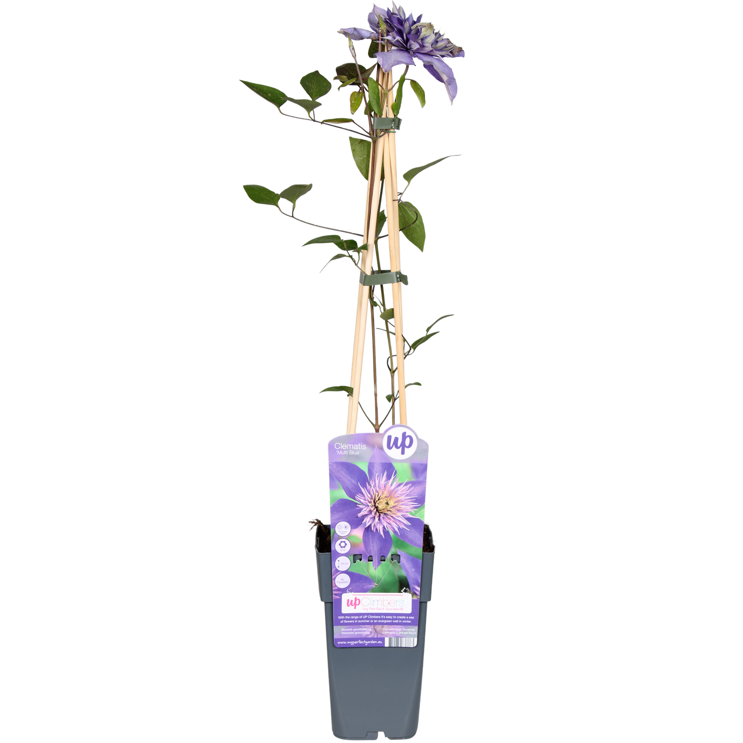Clematis Multi Blue - Clematis Blauw - Ø15cm - ↕65cm