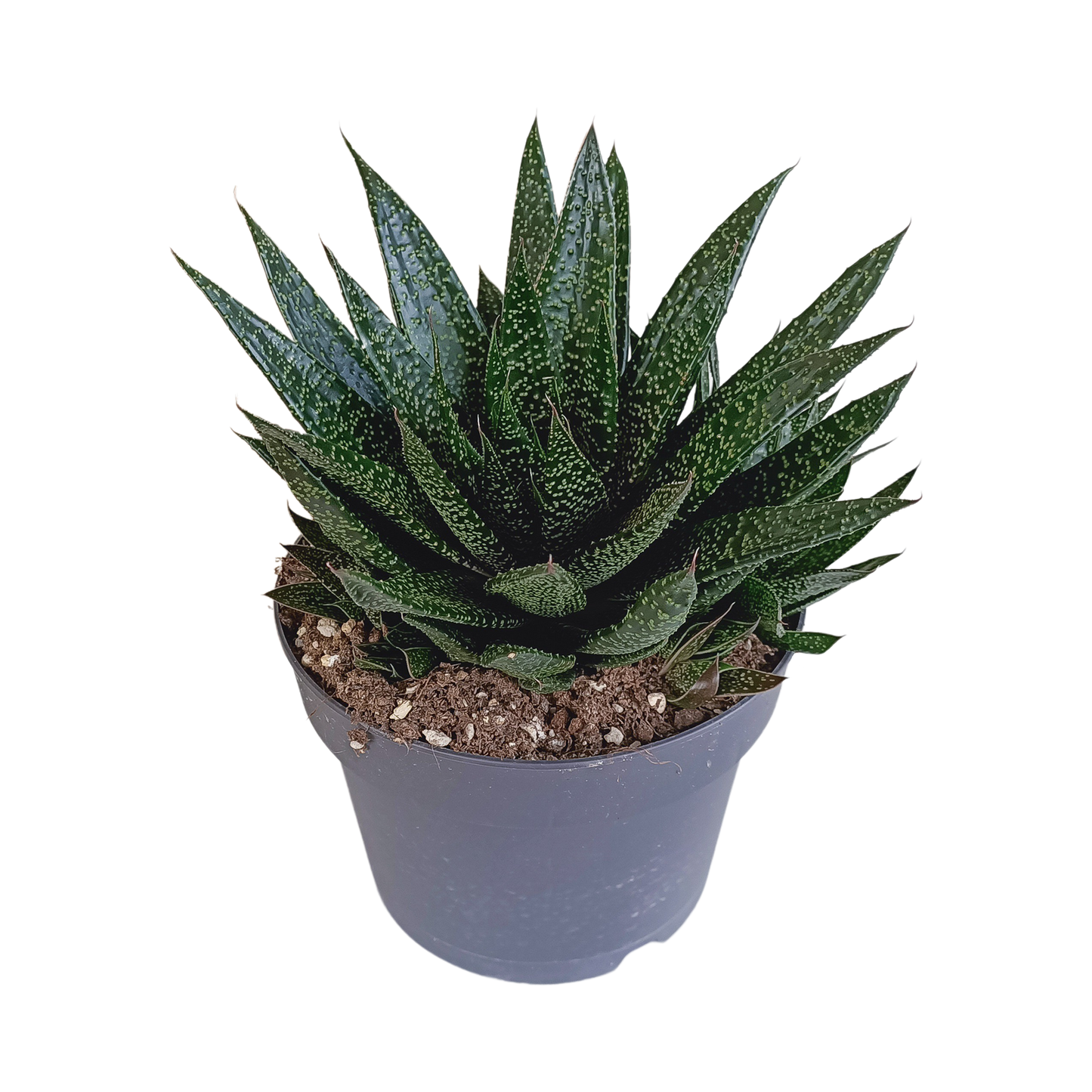 Gasteria 'd Due 17cm