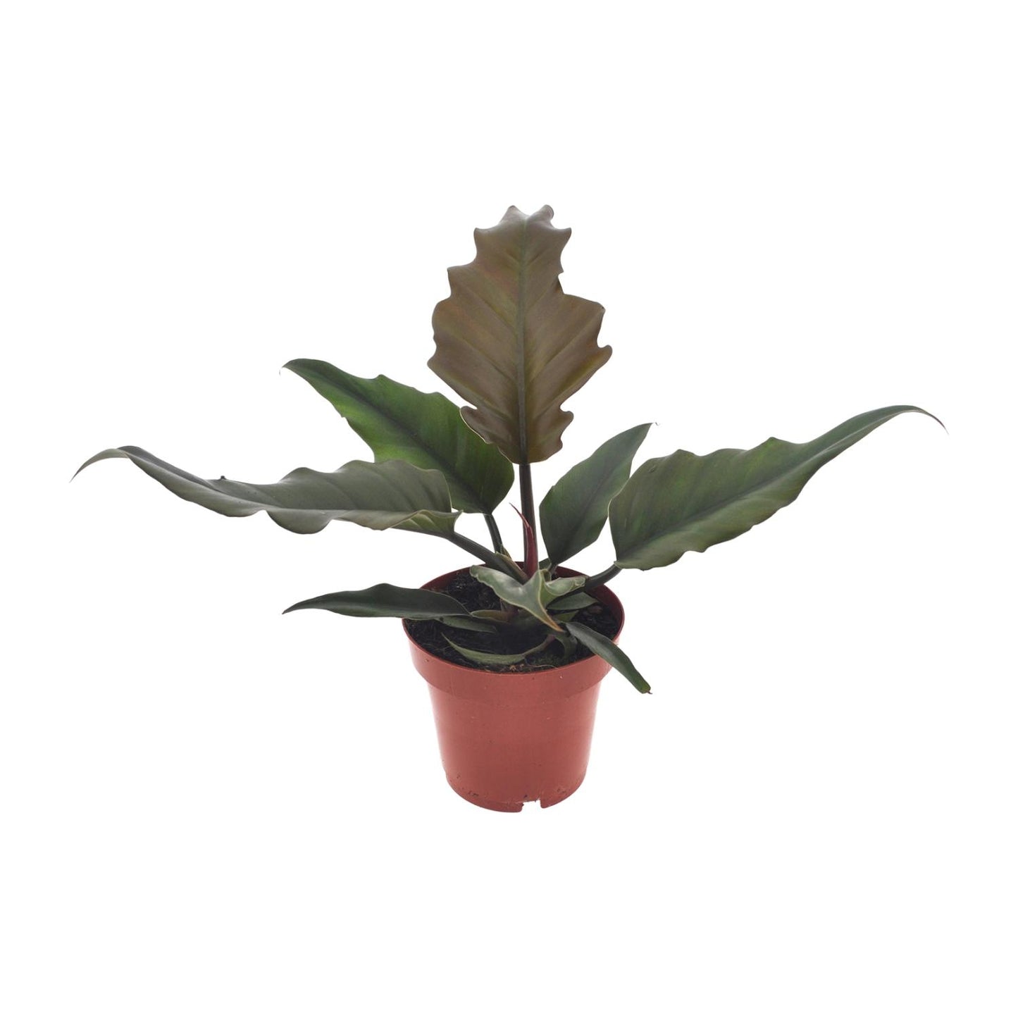 Philodendron Caramel - Ø12cm - ↕25cm