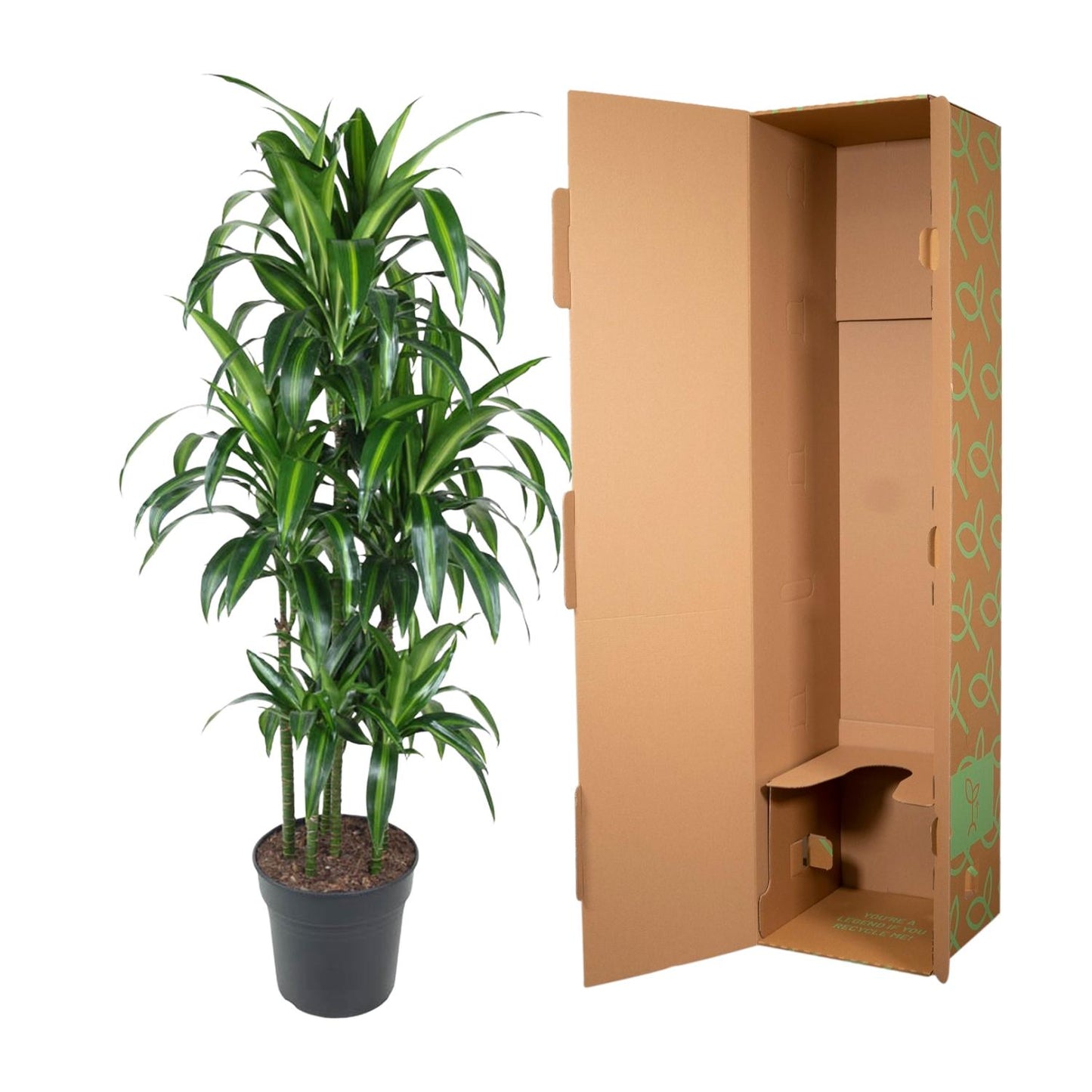 Dracaena Hawaiiana Carrousel - 150 cm - ø31