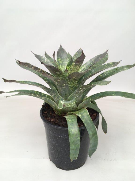 Vriesea Nova - Ø19cm - ↕35cm