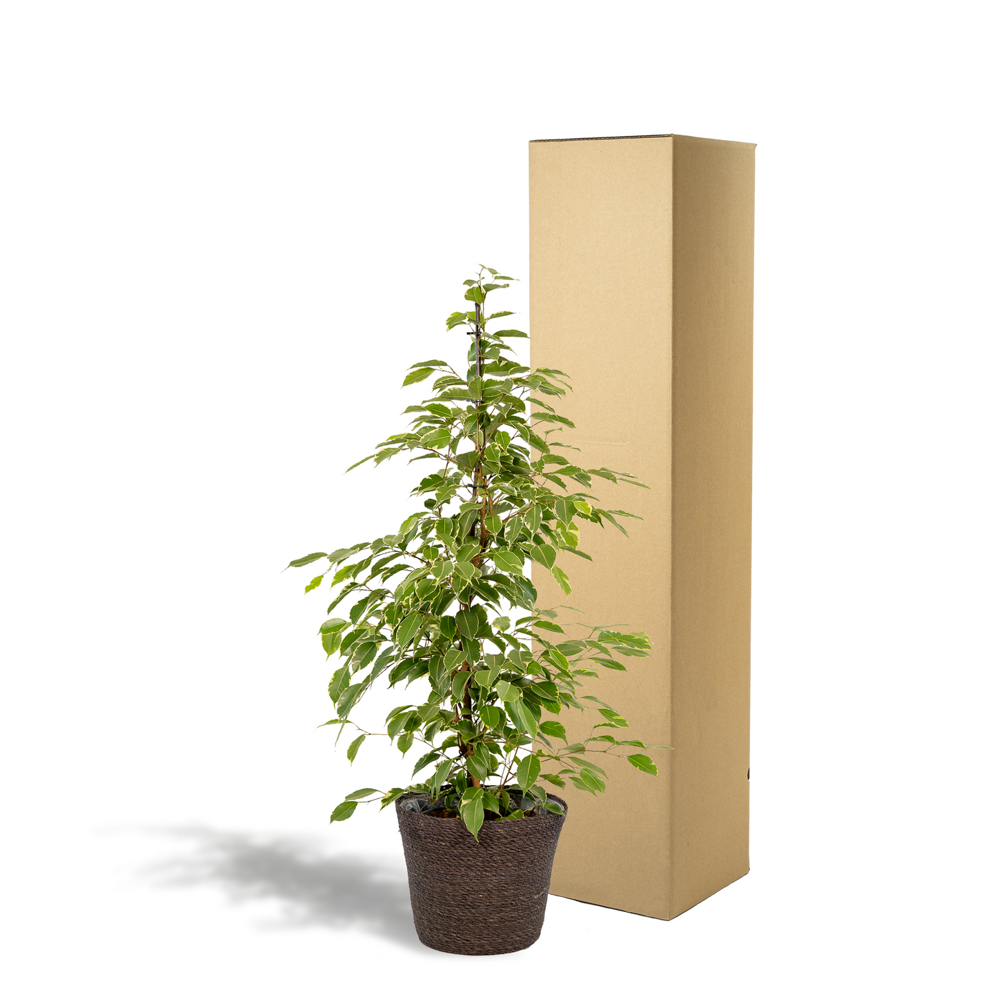 Ficus benjamina Goldenking - Ø21cm - ↕95cm + Korb Igmar