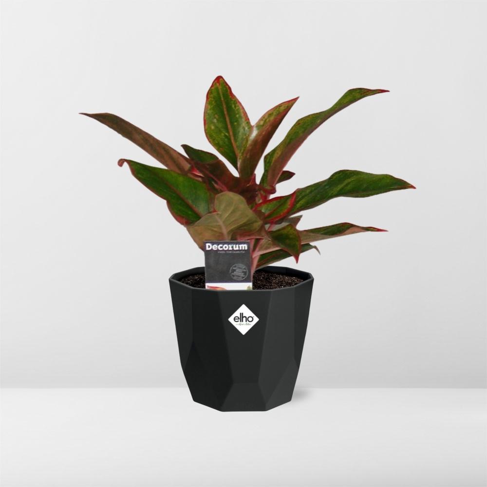 Aglaonema Crete in 14cm b.for rock living black