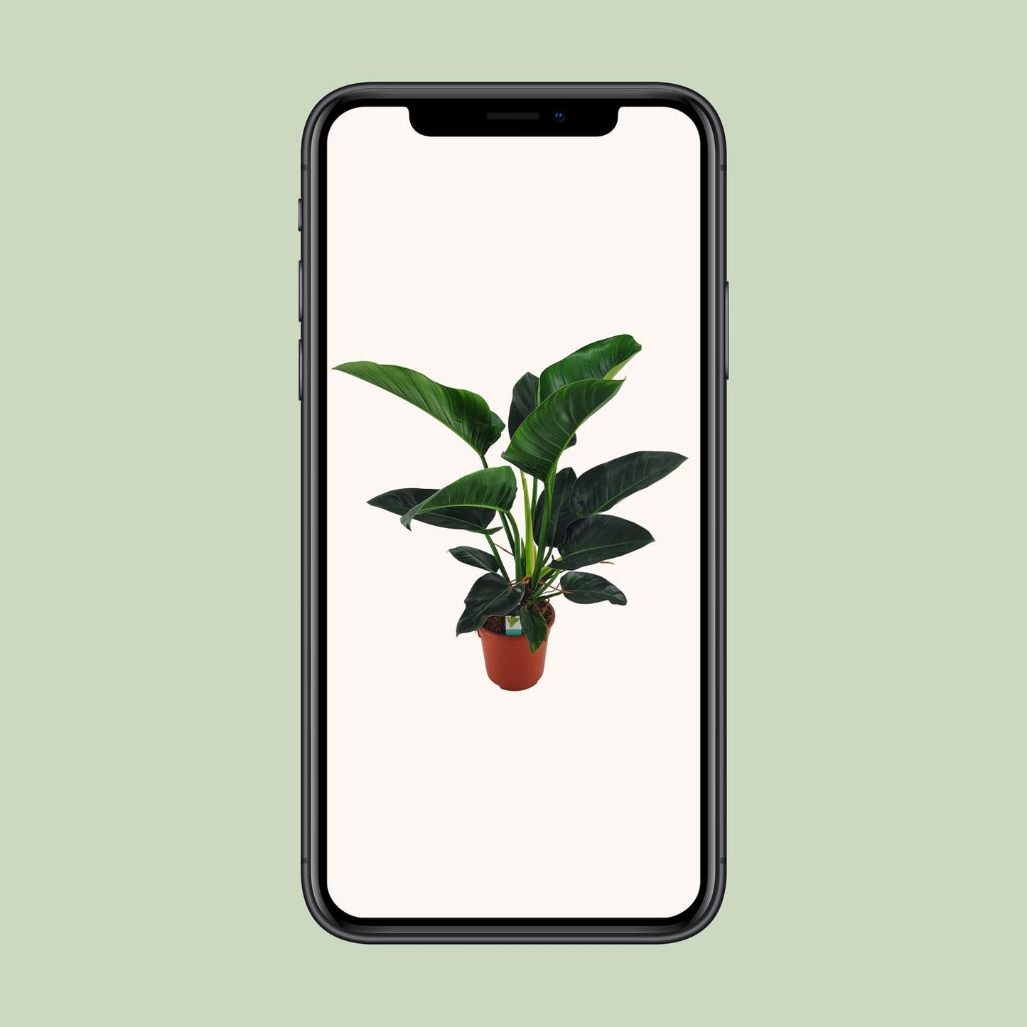 Philodendron Congo Millions - Ø27cm - ↕100cm