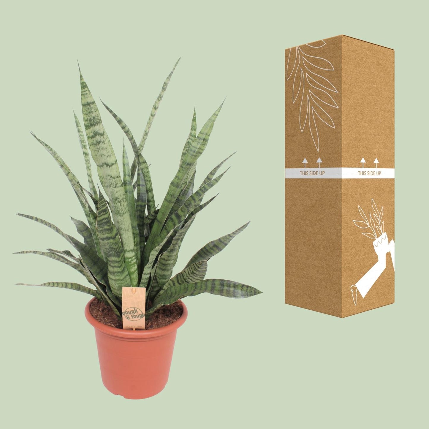 Sansevieria Diamond Green - Ø25cm - ↕80cm