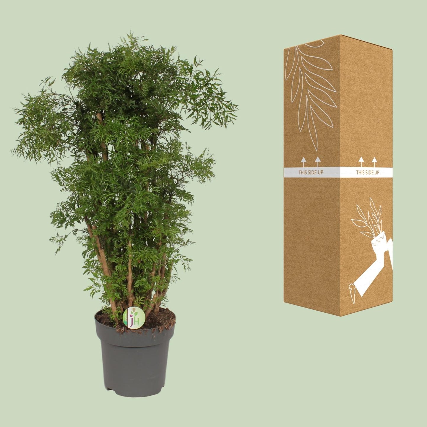 Polyscias Hawaiian - Ø24cm - ↕95cm