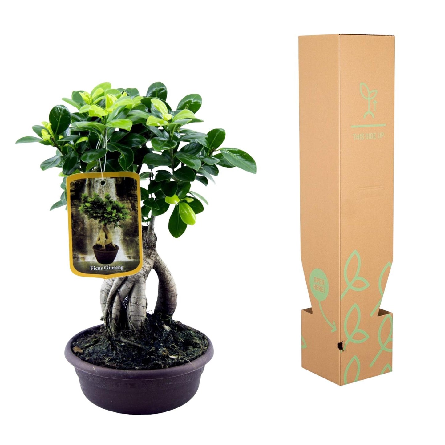Ginseng-Feige Bonsai Zimmerpflanze – 30 cm pflegeleicht