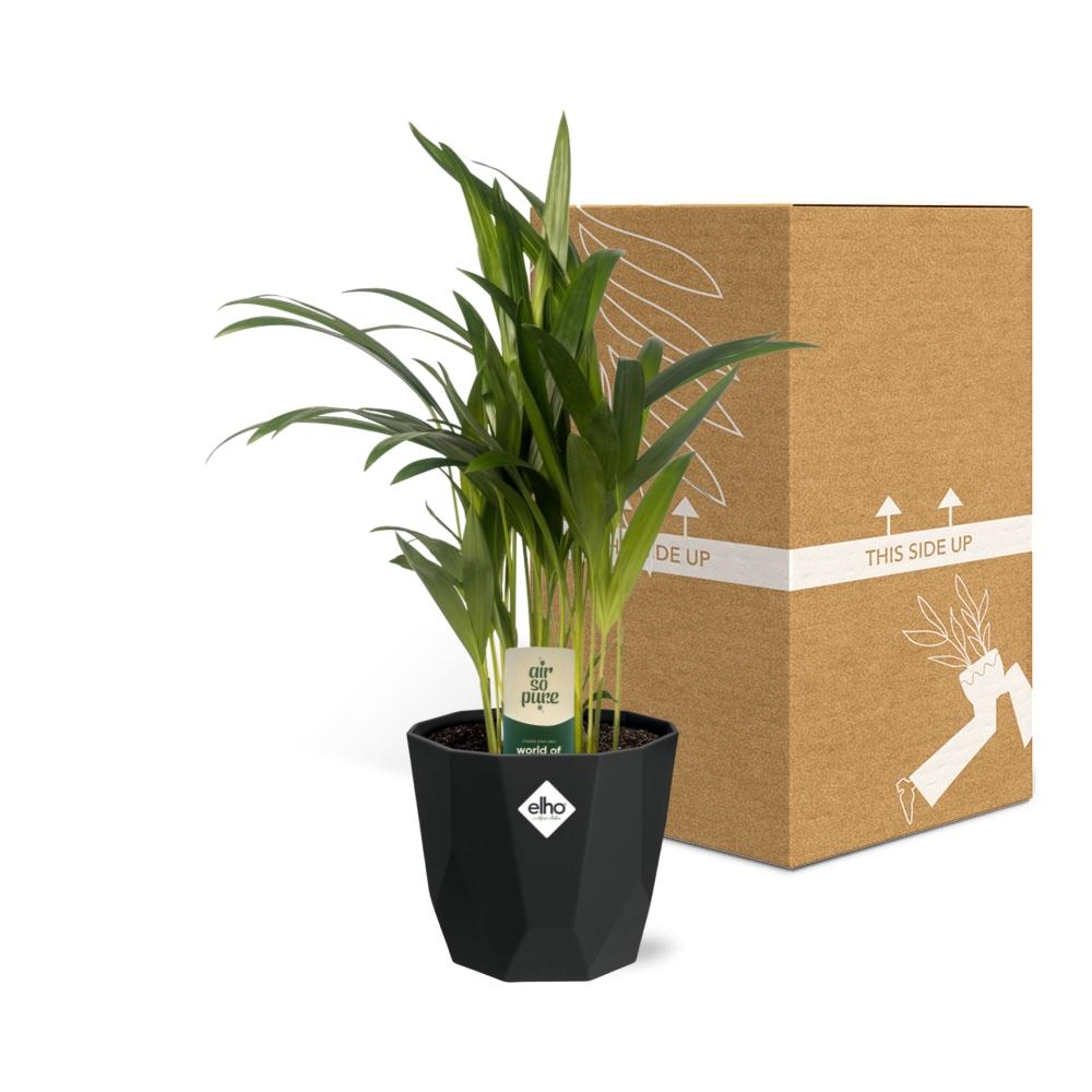 Dypsis Lutescens (Areca) 12cm in 14cm b.for rock living black