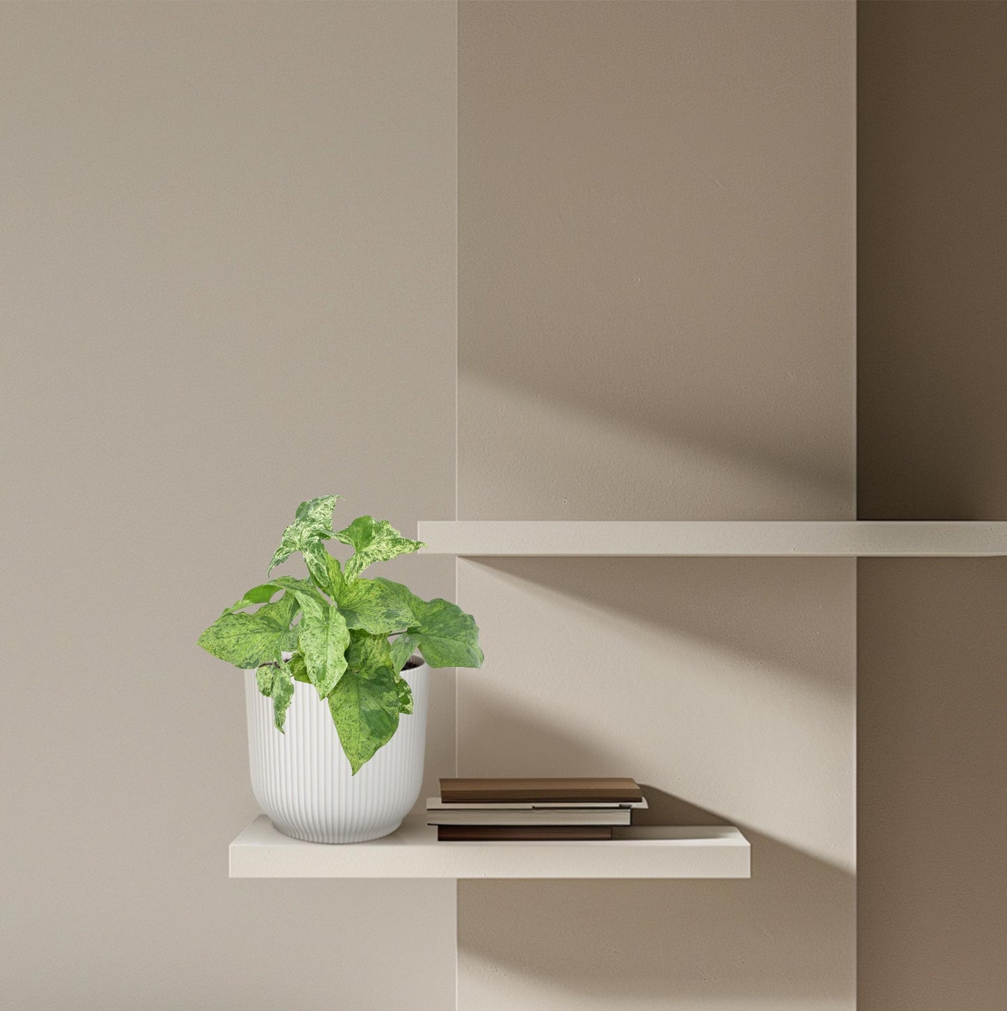 Purpurtute 'Mottled' – Exotische Zimmerpflanze 25 cm