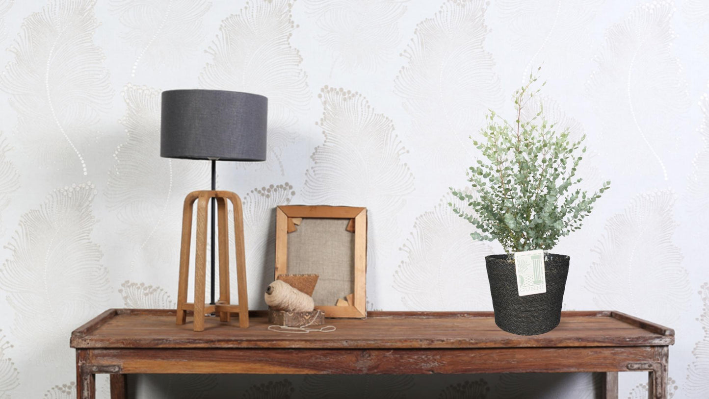 Eucalyptus Gunni - Ø23cm - ↕75cm