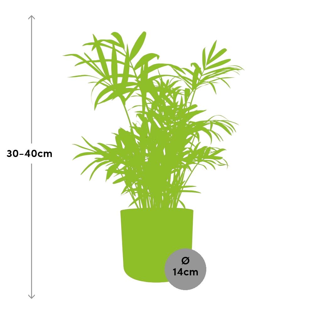 Chamaedorea in ELHO b.for soft rond 14cm brique