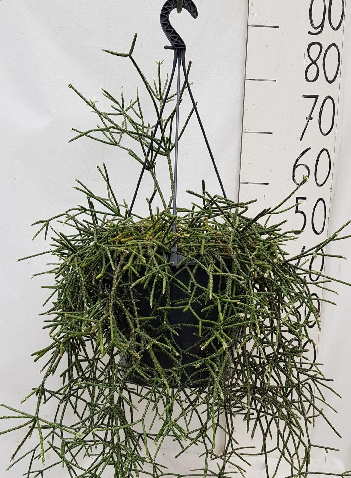 Rhipsalis Pilocarpa 25cm - Ø25cm - ↕50cm