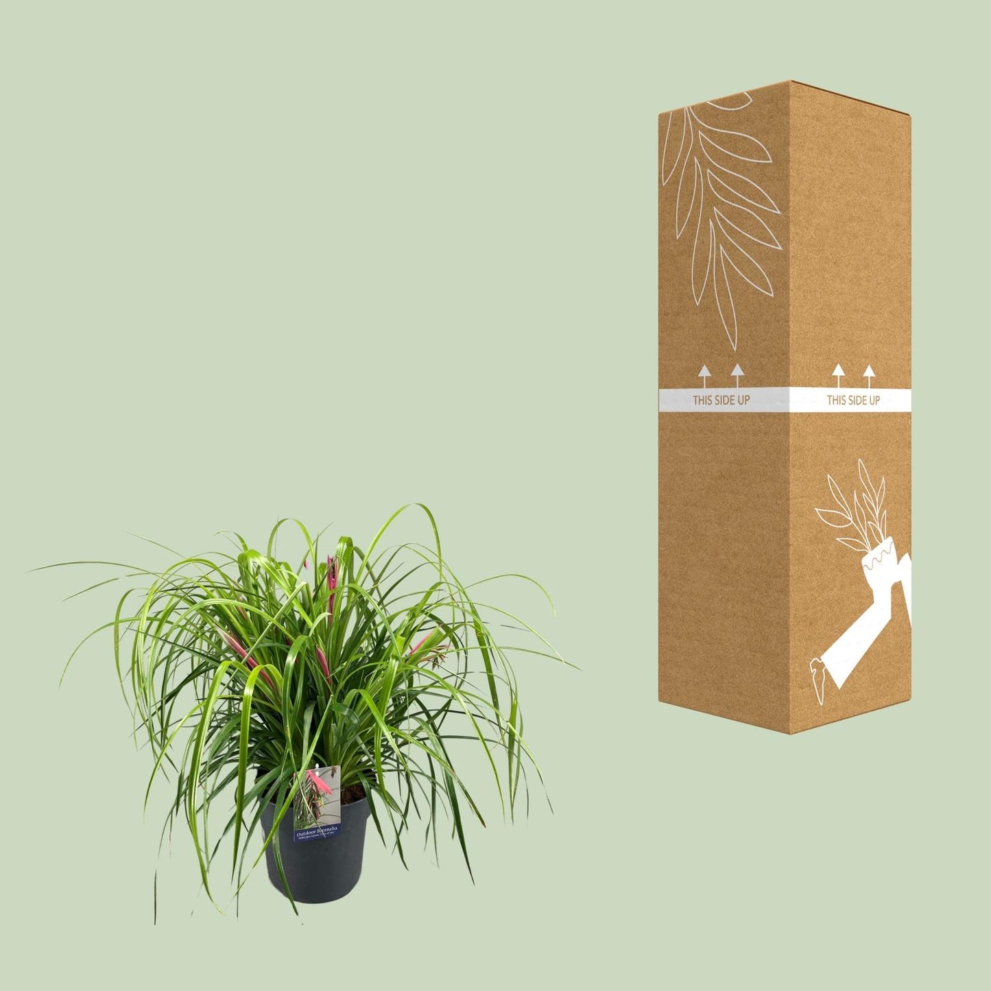 Billbergia Nutans Tears Of Joy - Ø24cm - ↕70cm