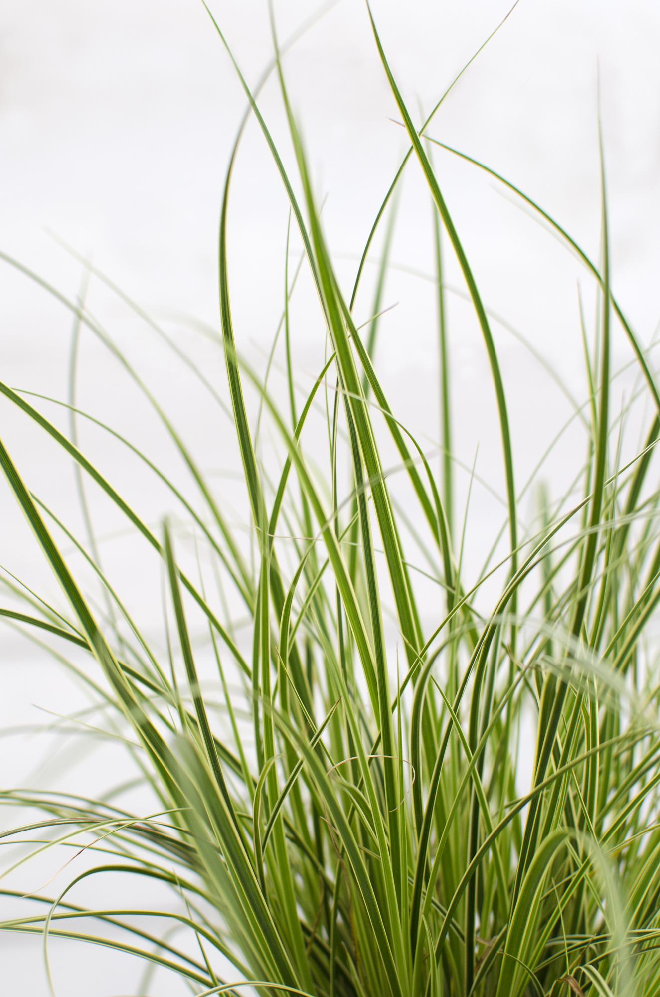 3x - Carex brunnea 'Variegata' - ↨30cm - Ø14