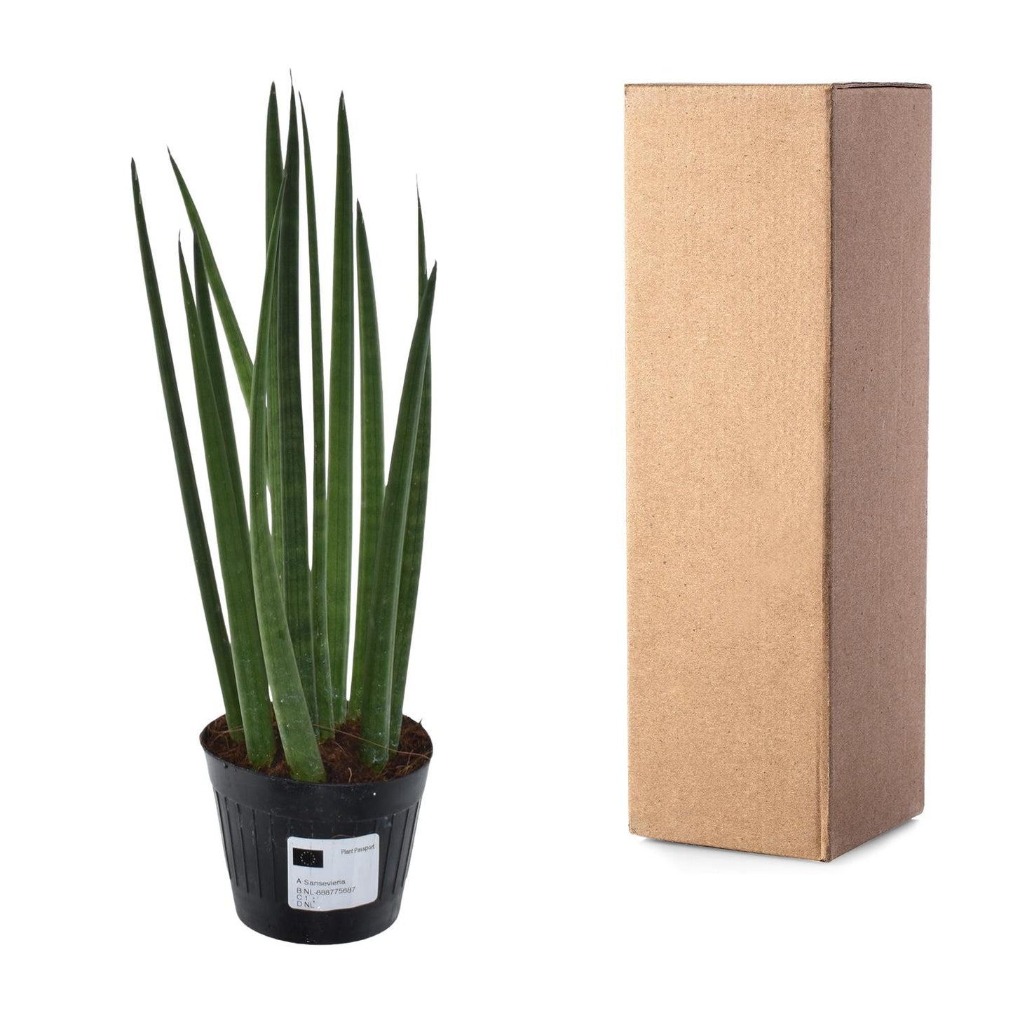 Bogenhanf Mikado – Pflegeleichte Zimmerpflanze 38 cm